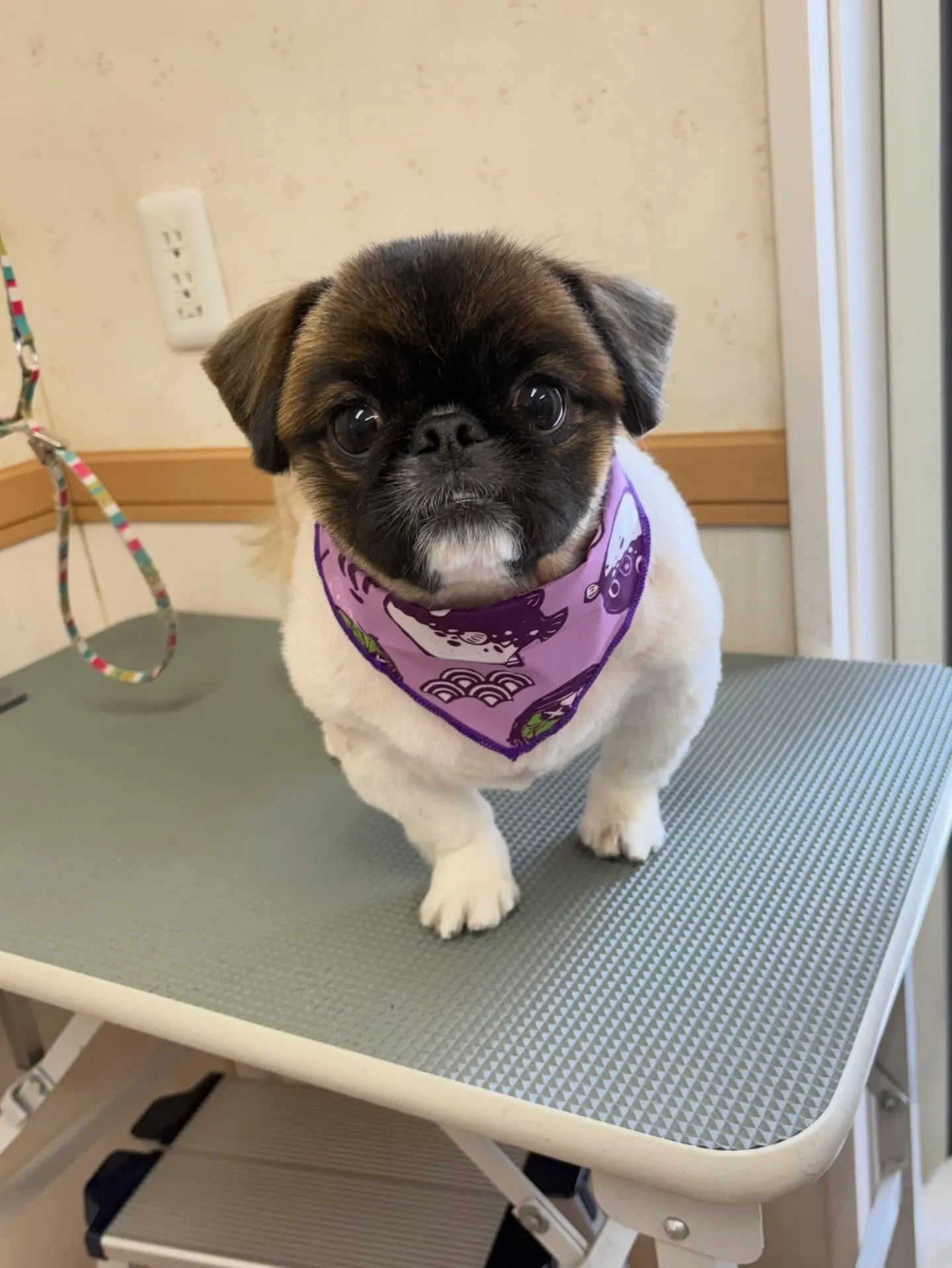 犬のトリミング✂️