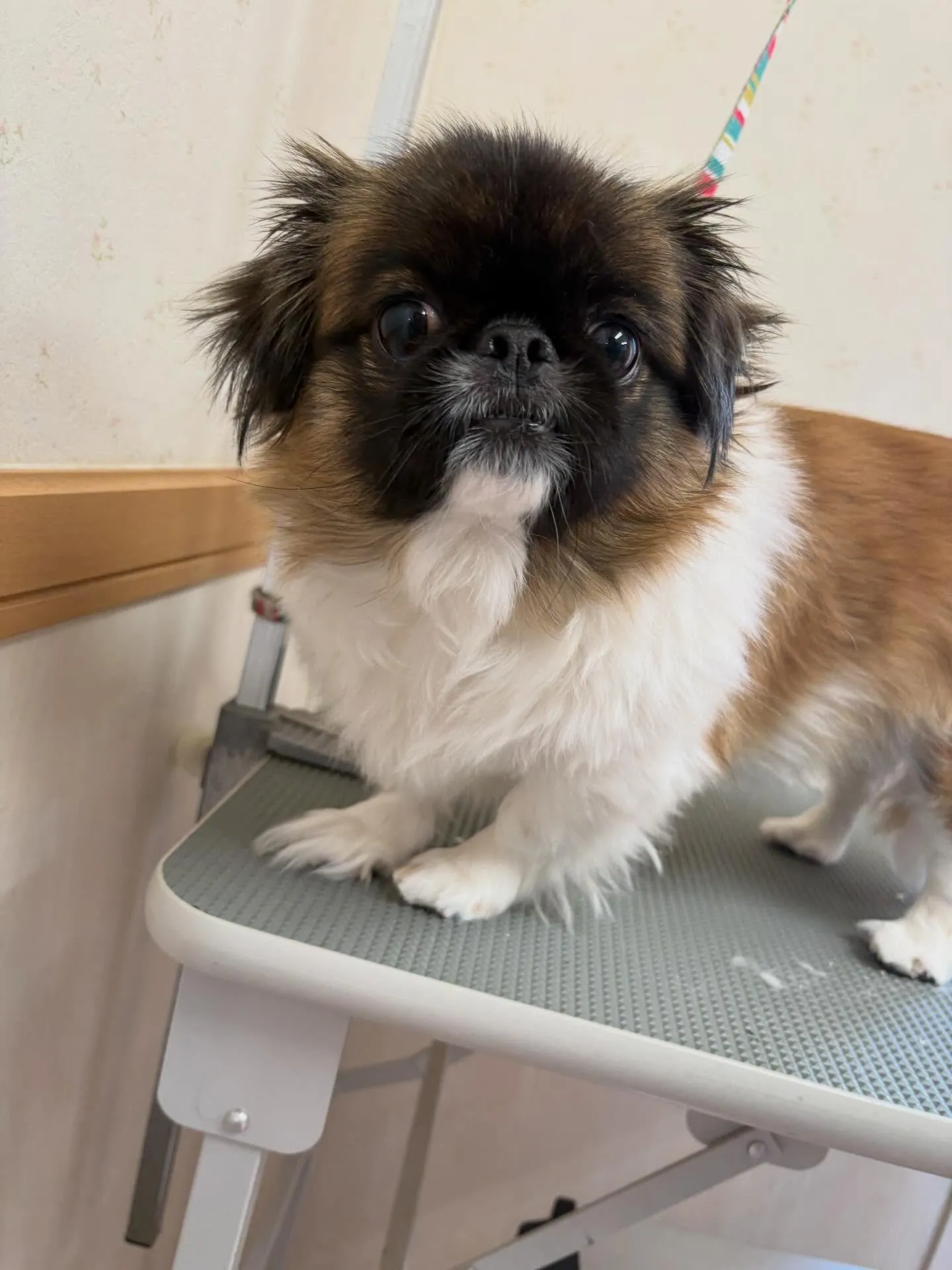 犬のトリミング✂️