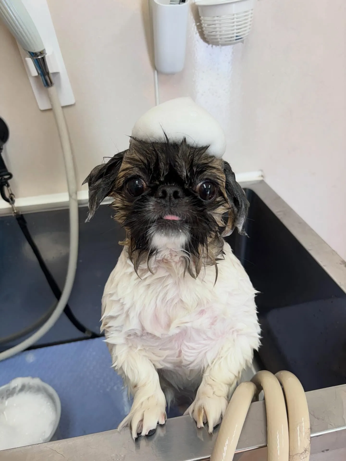 犬のトリミング✂️