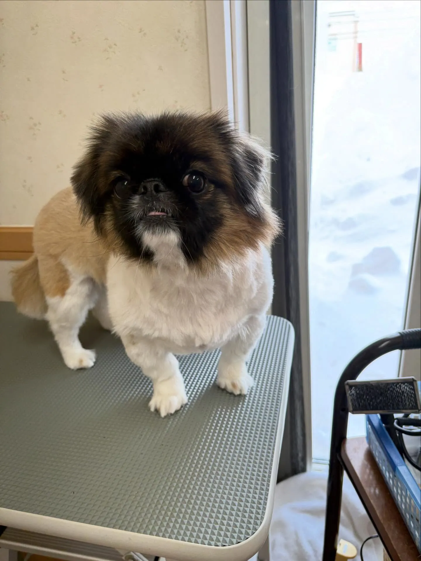 犬のトリミング✂️