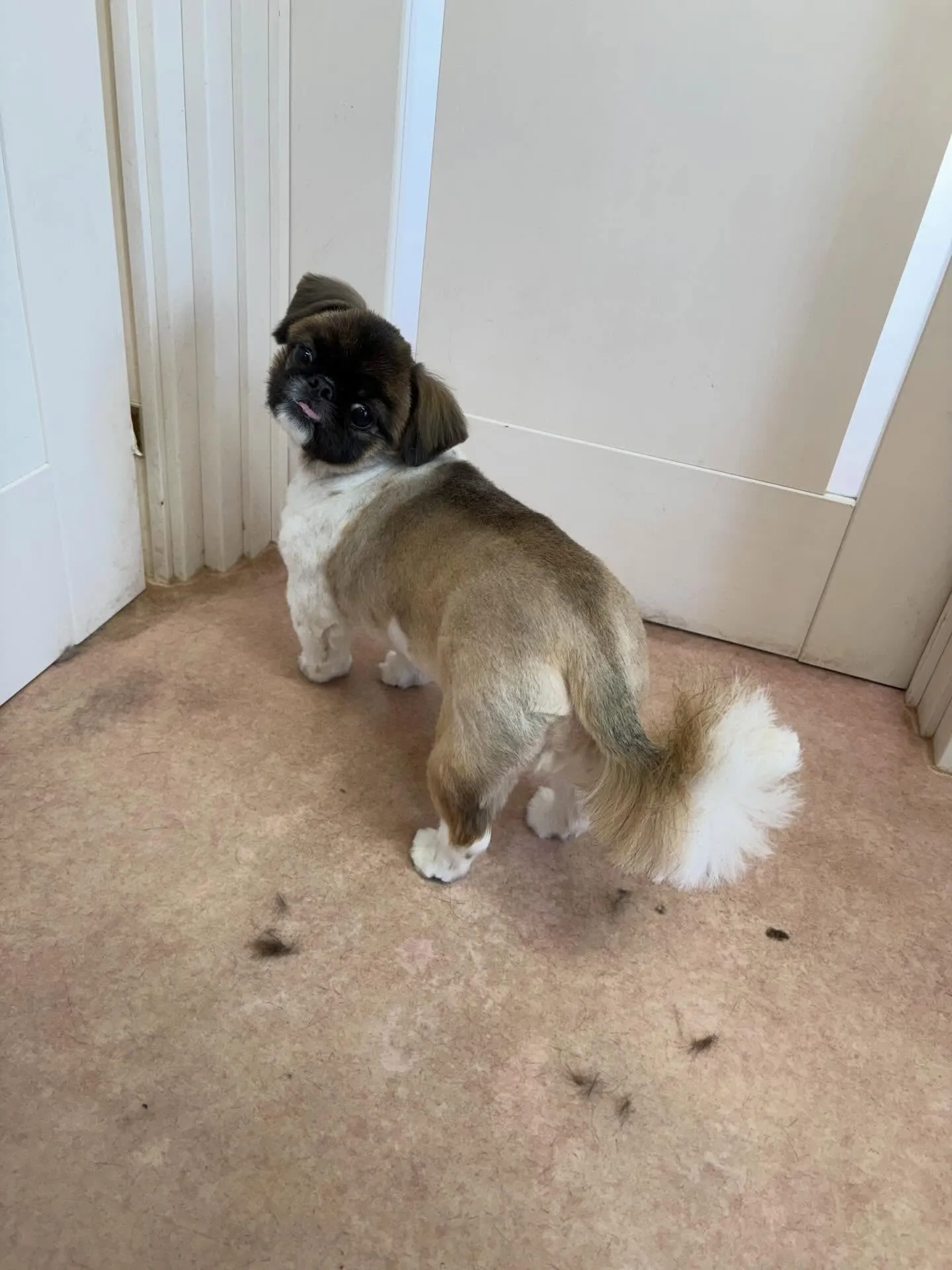 犬のトリミング✂️