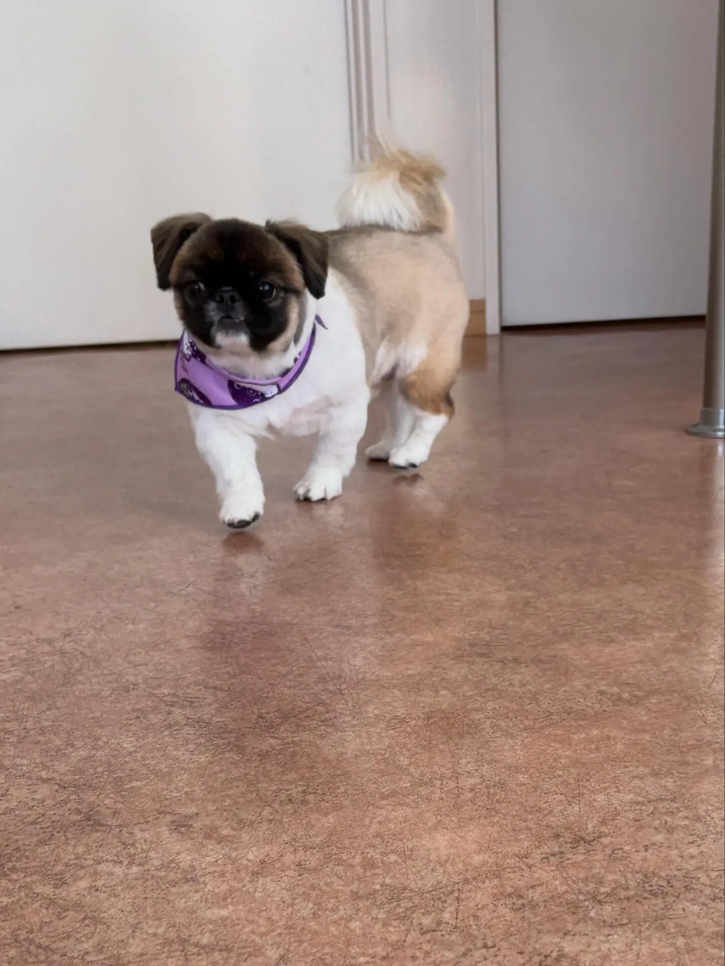 犬のトリミング✂️