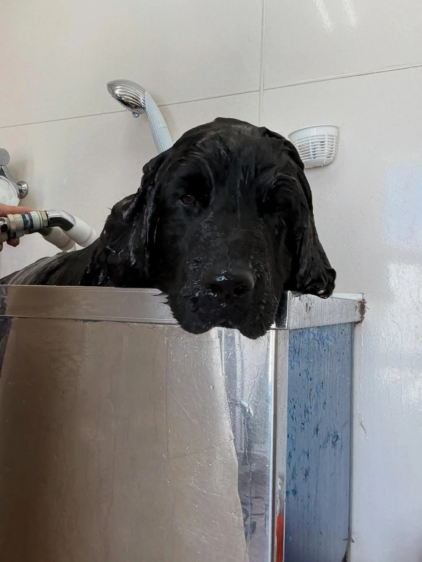 犬のシャンプー🫧