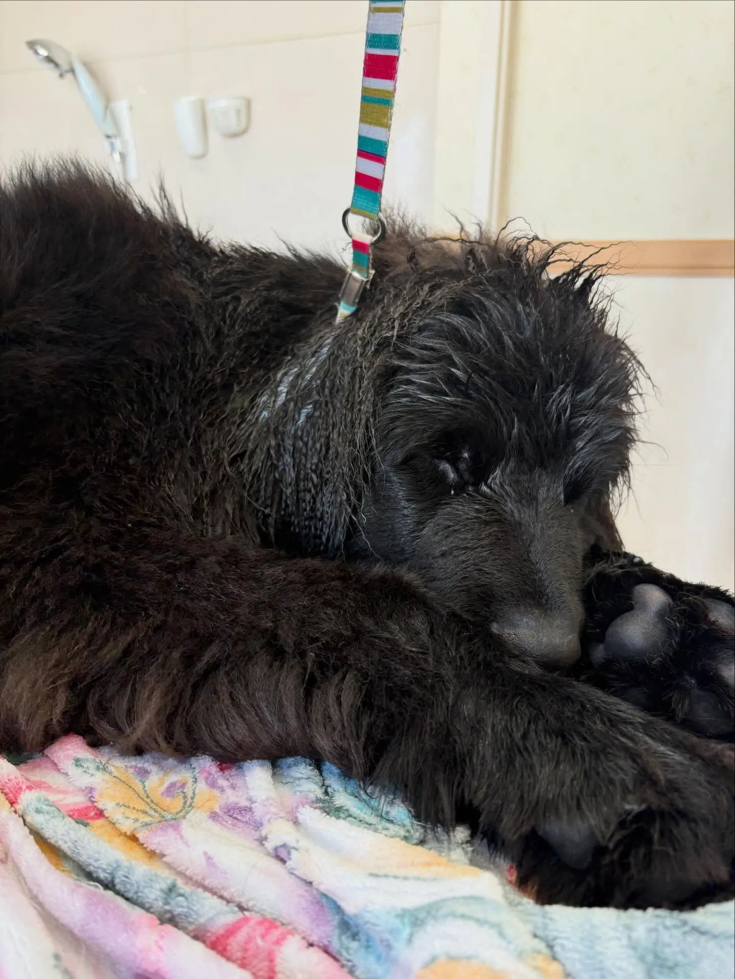 犬のシャンプー🫧