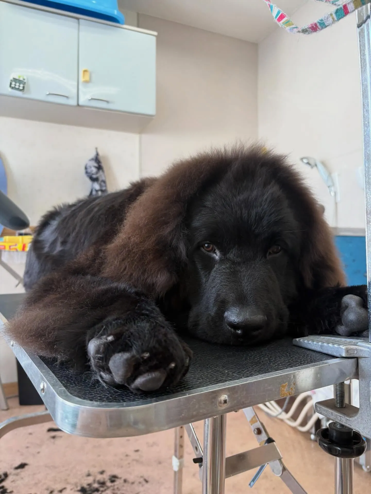 犬のシャンプー🫧