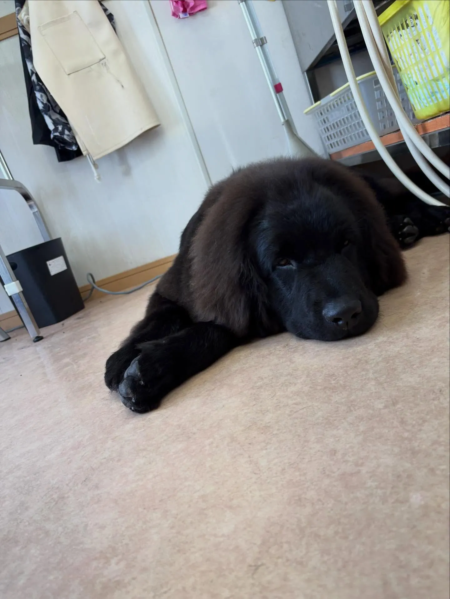 犬のシャンプー🫧