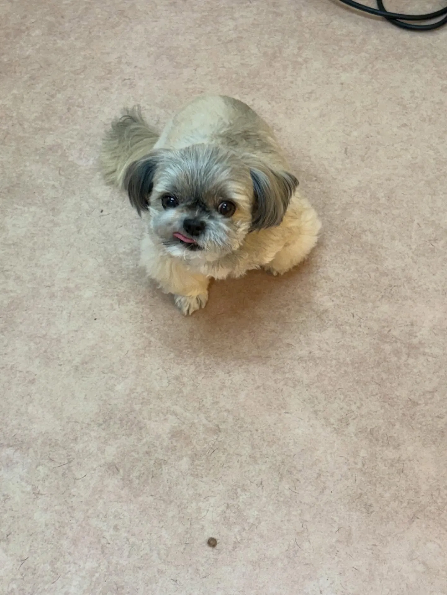 犬のトリミング✂️