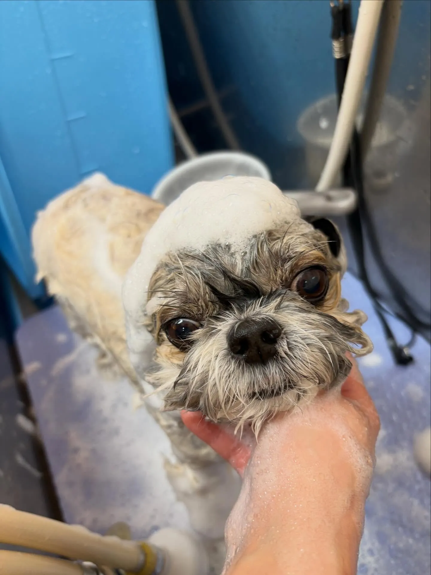 犬のトリミング✂️