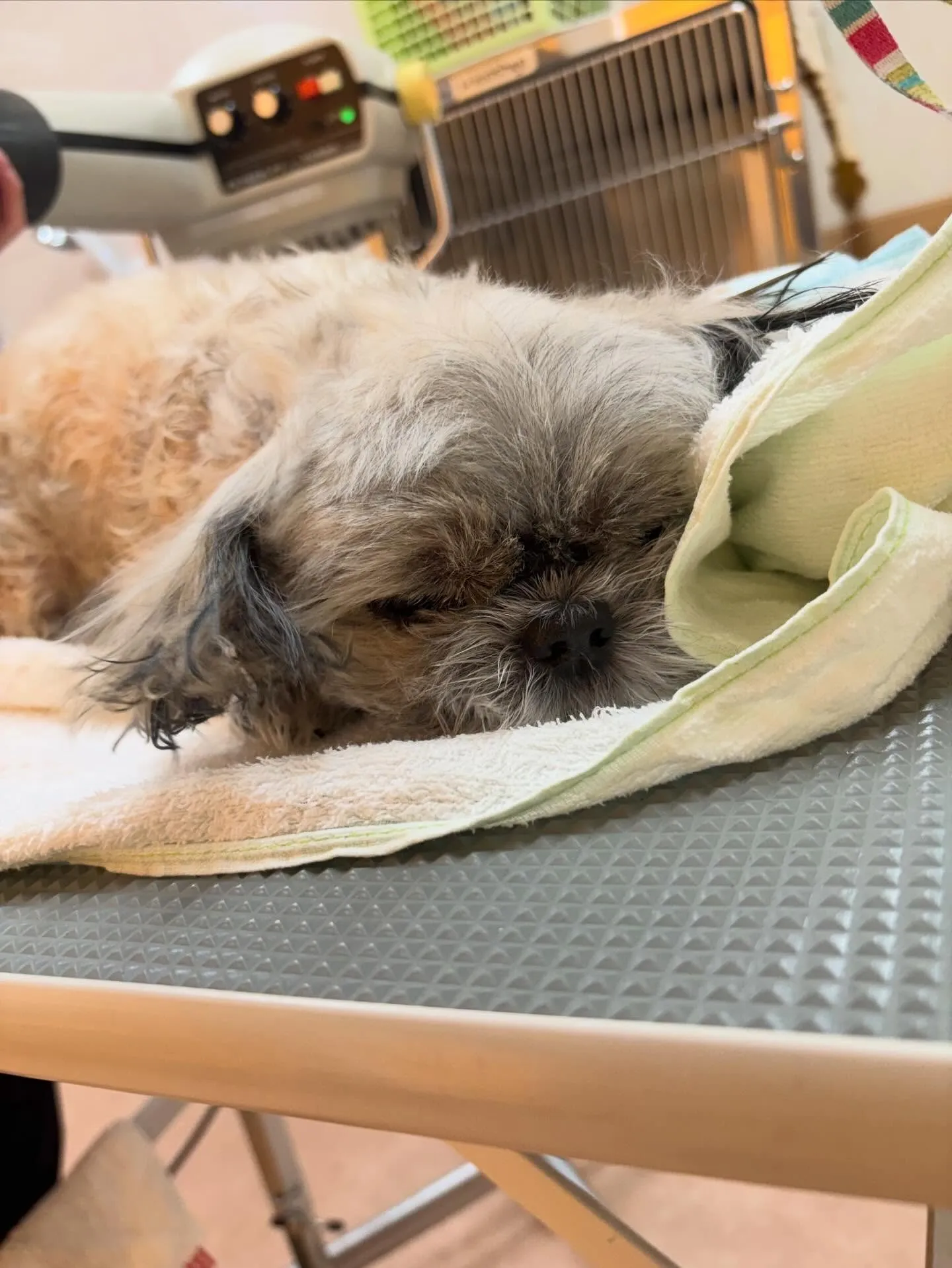 犬のトリミング✂️