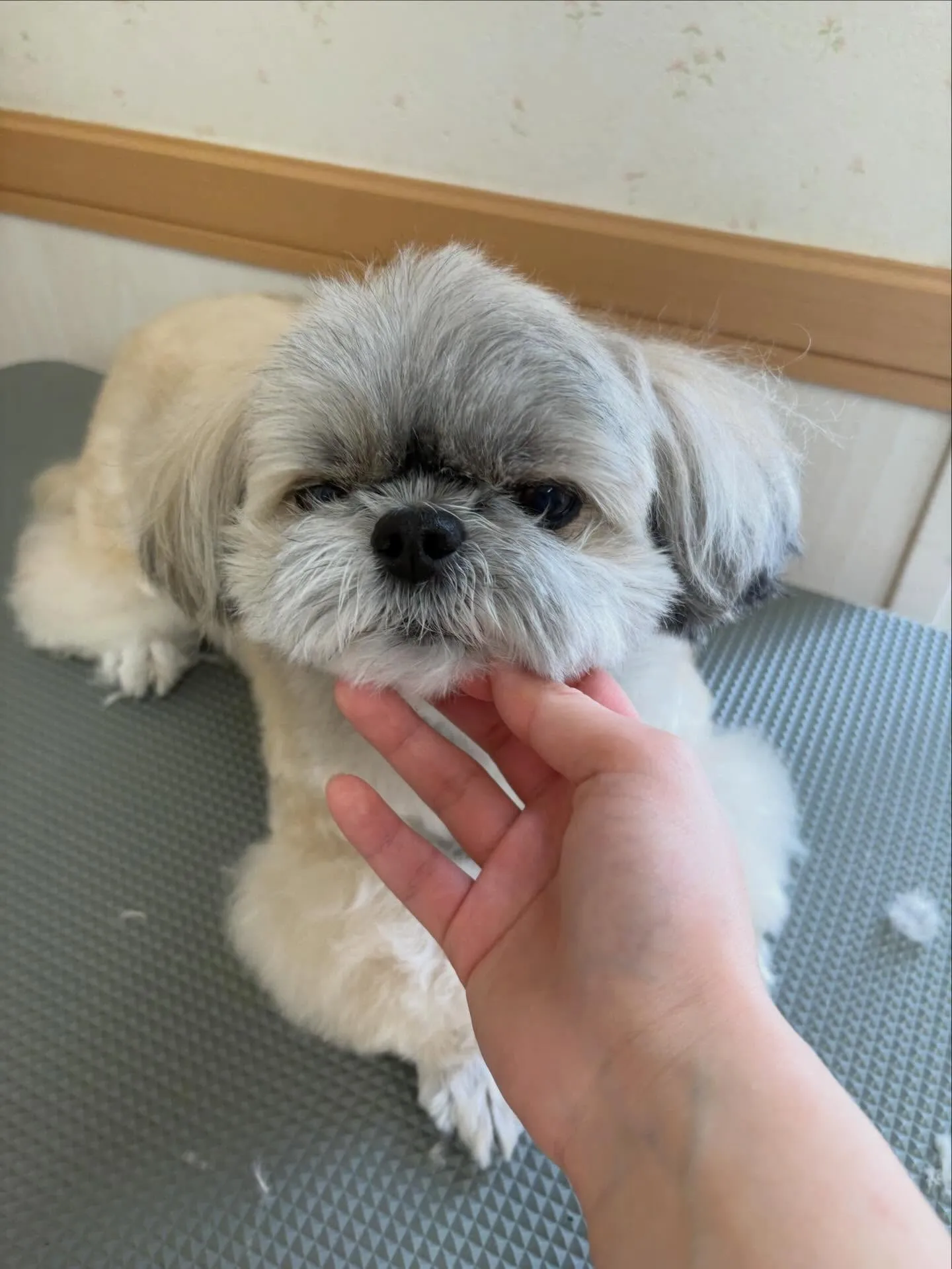 犬のトリミング✂️