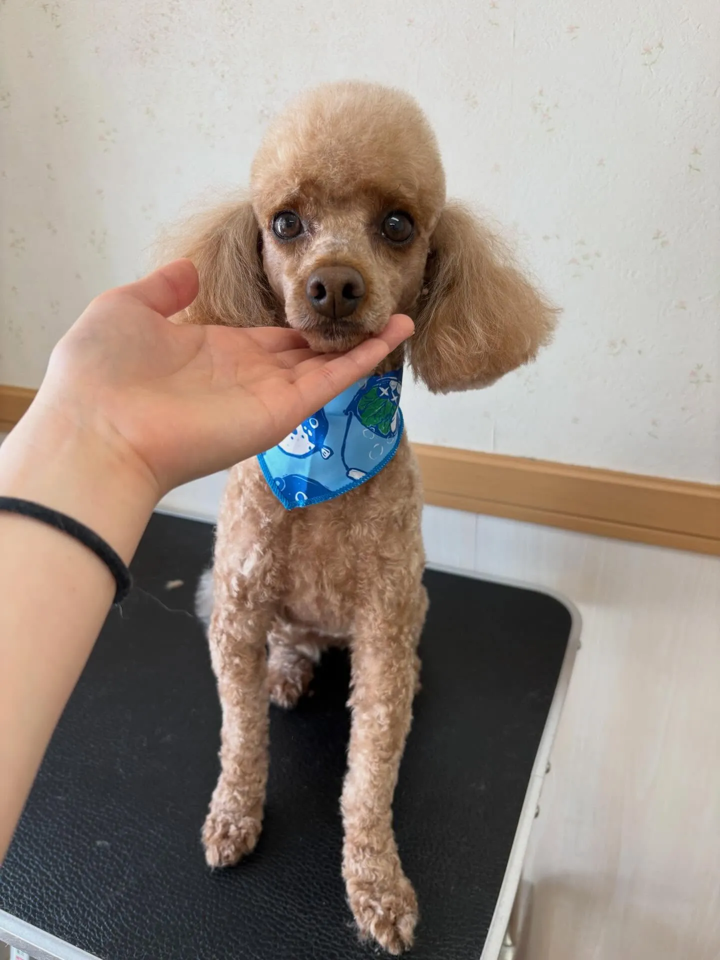 犬のトリミング✂️