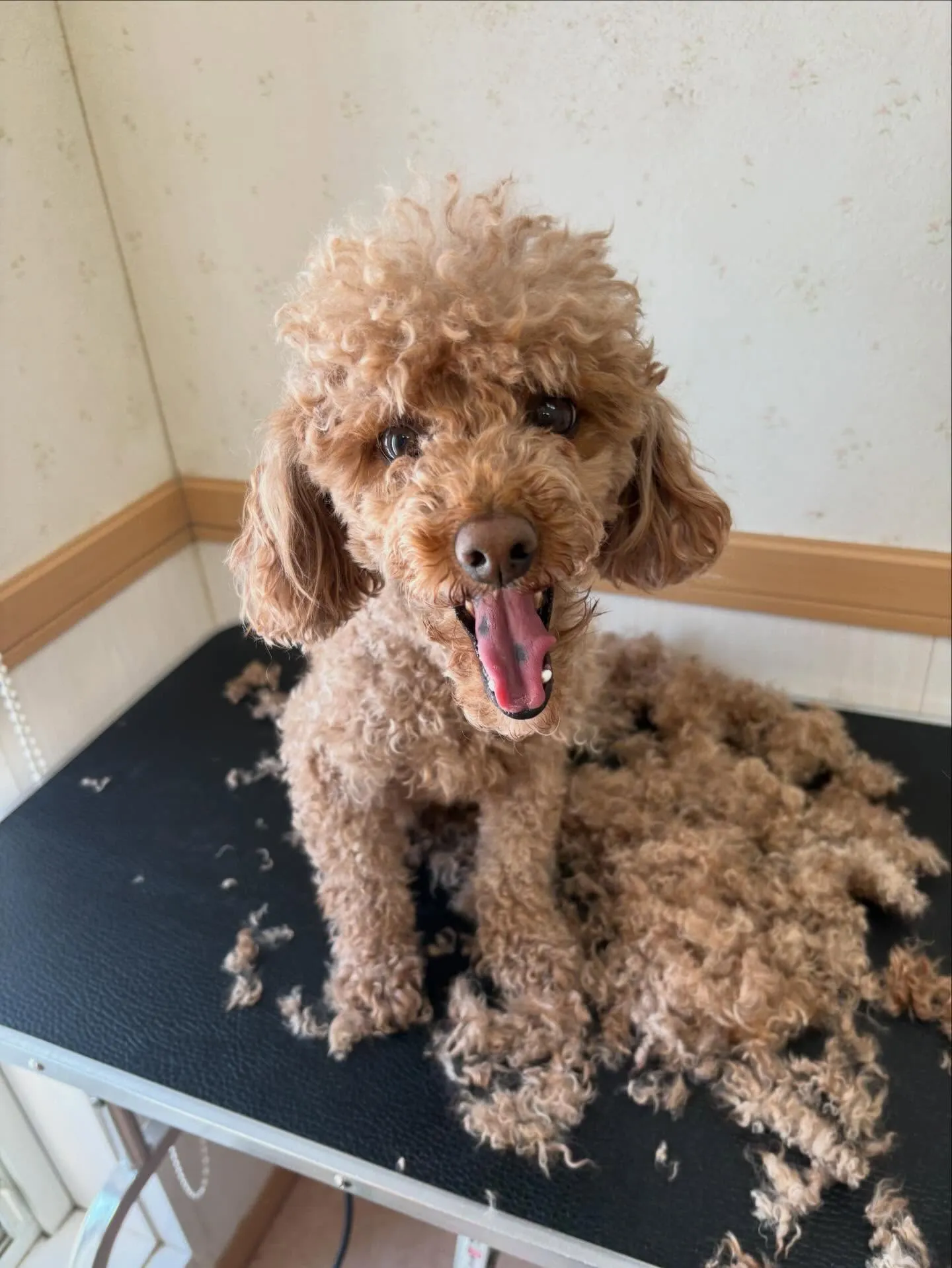 犬のトリミング✂️