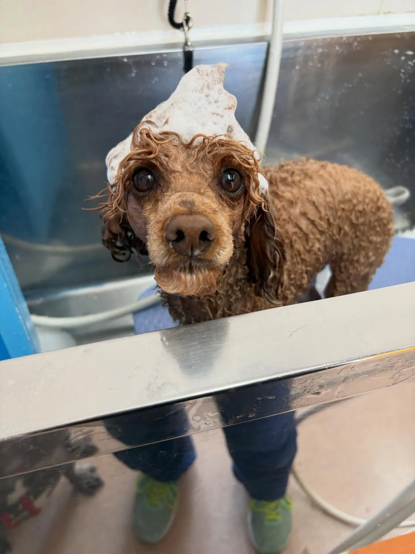 犬のトリミング✂️