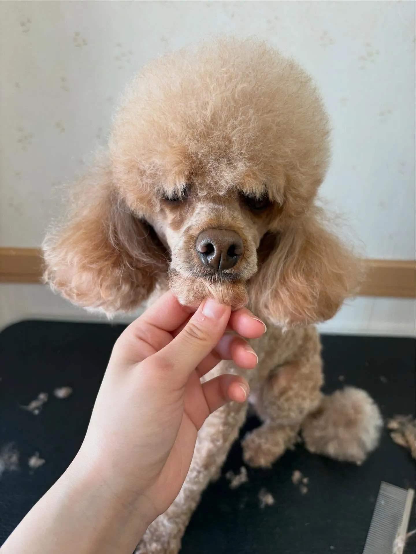 犬のトリミング✂️