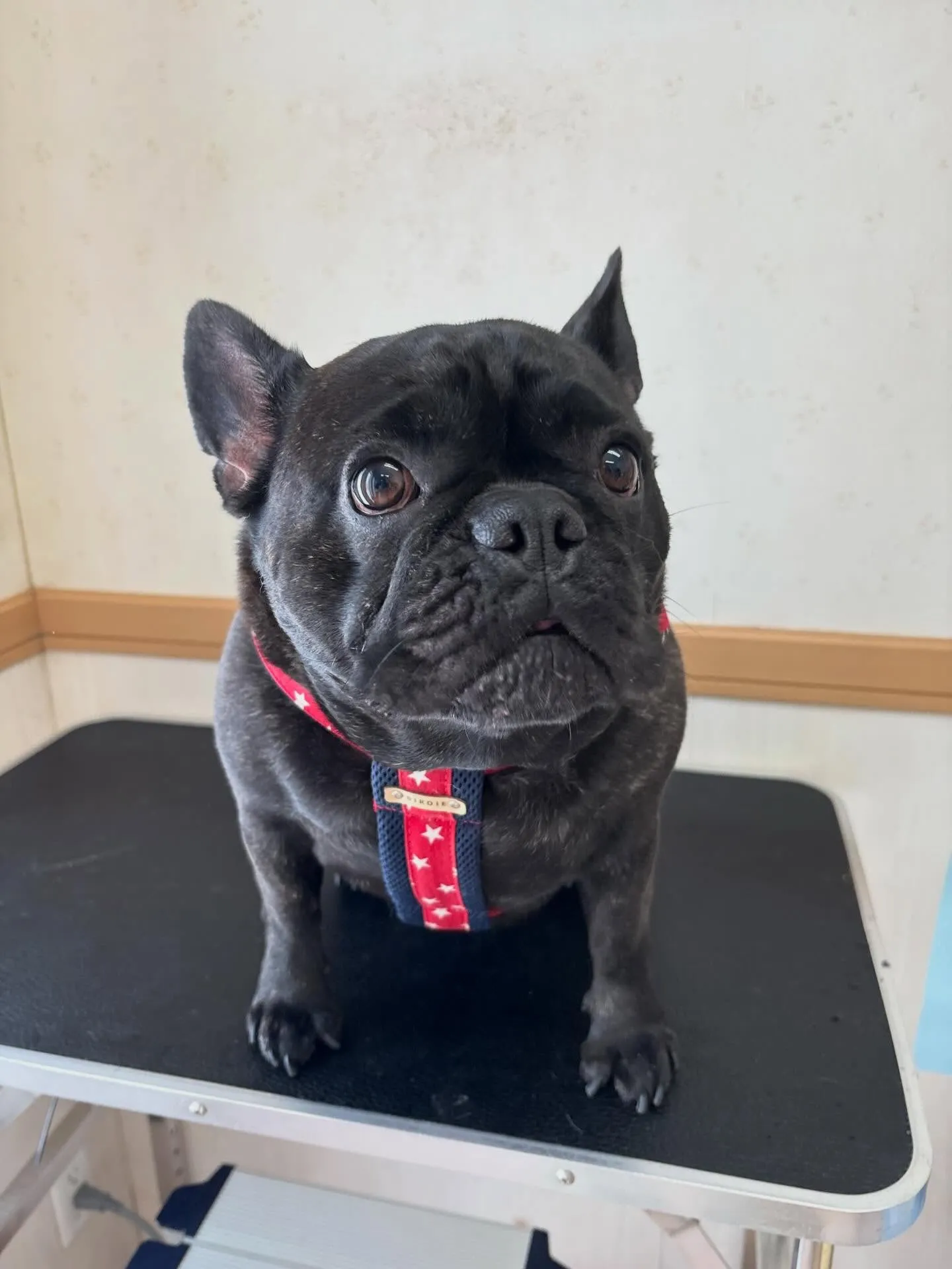 犬のシャンプー🫧