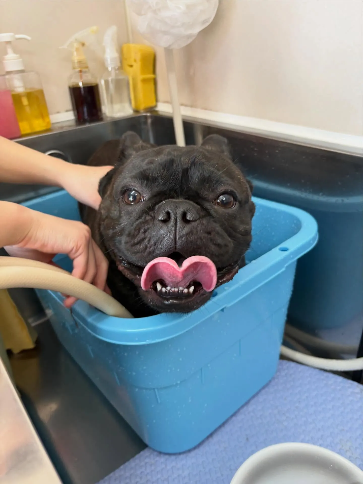 犬のシャンプー🫧