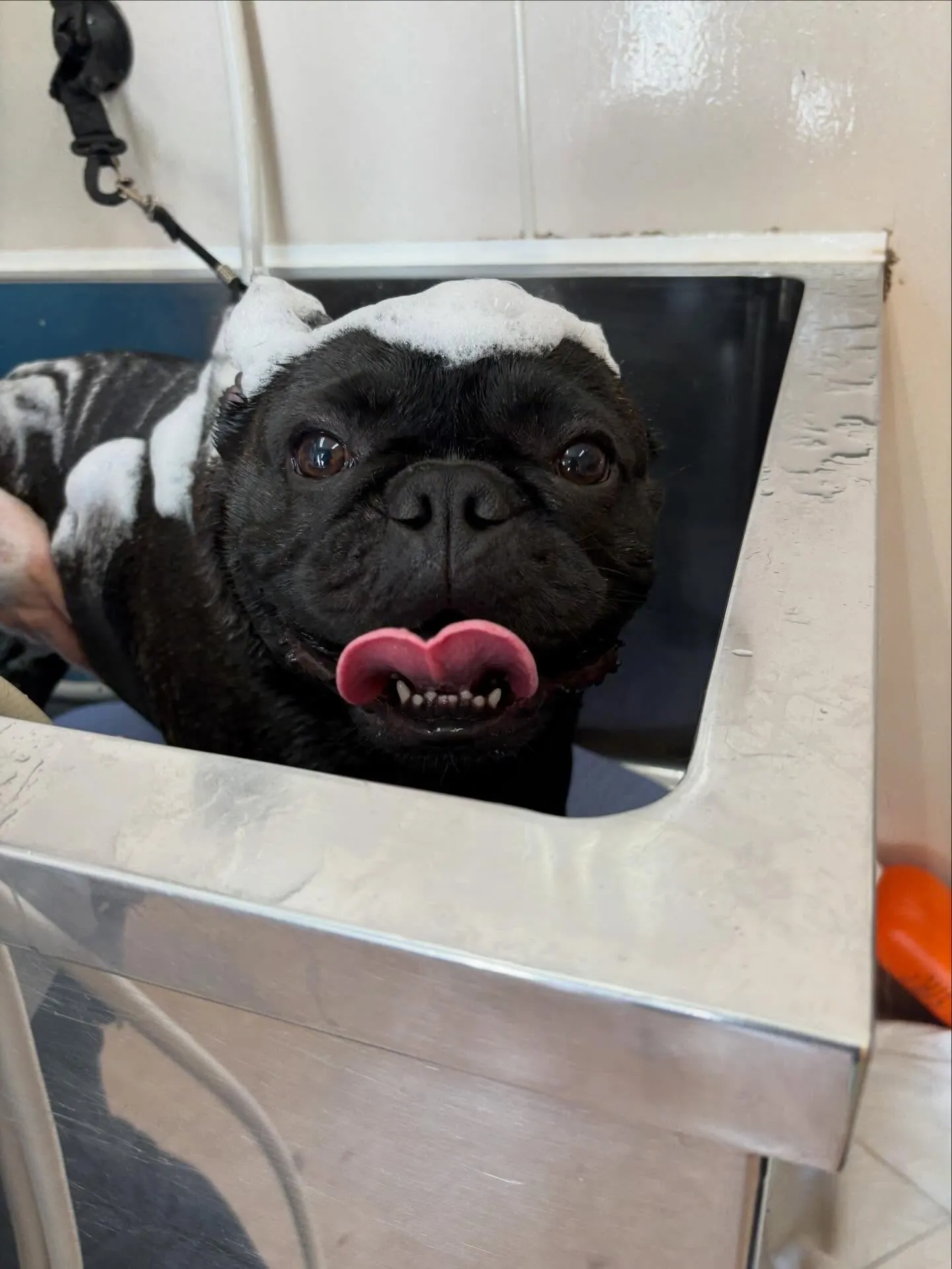 犬のシャンプー🫧