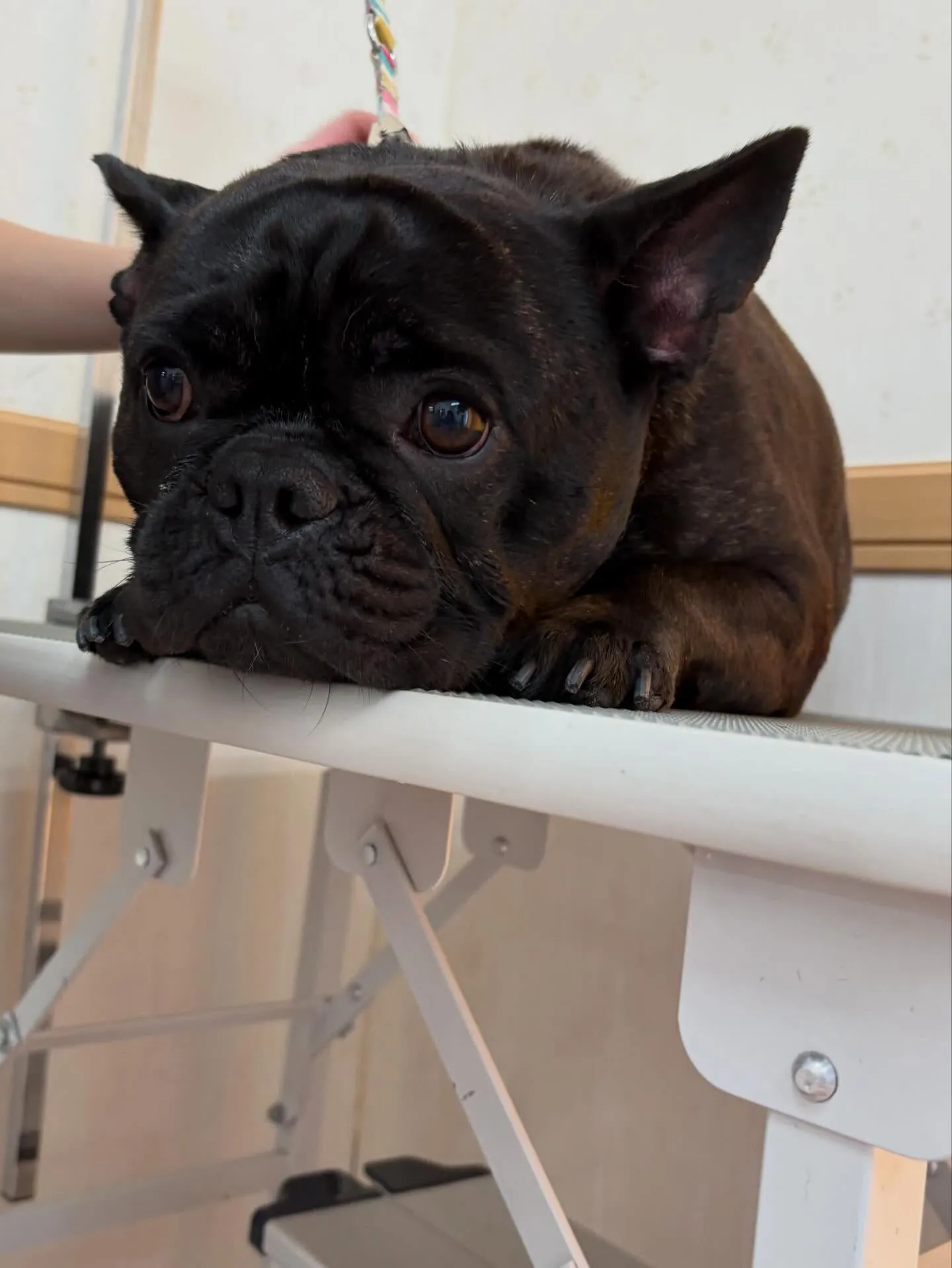 犬のシャンプー🫧