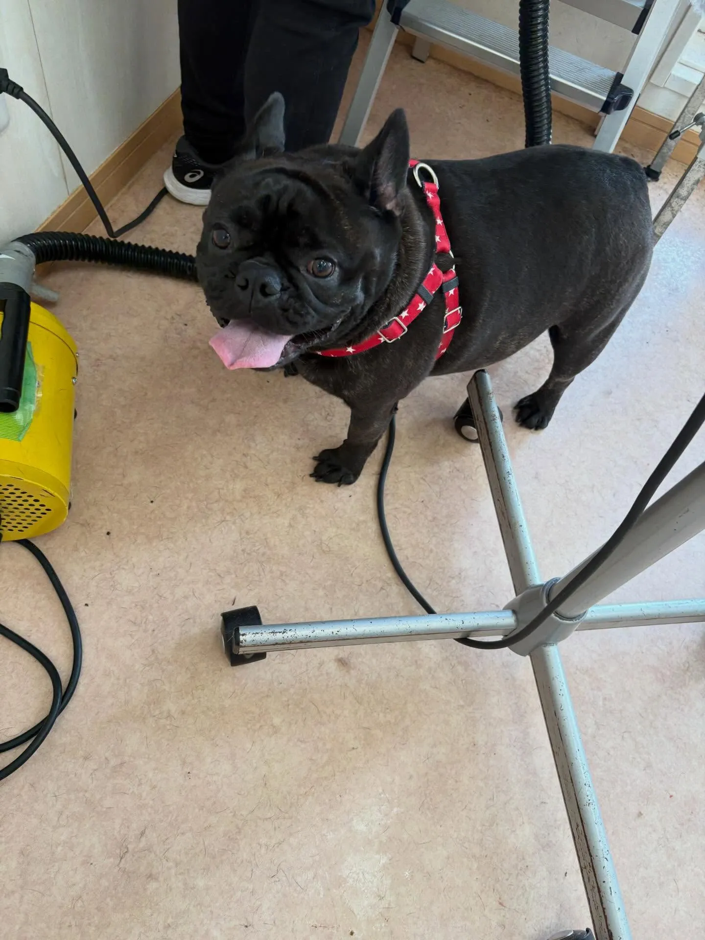 犬のシャンプー🫧