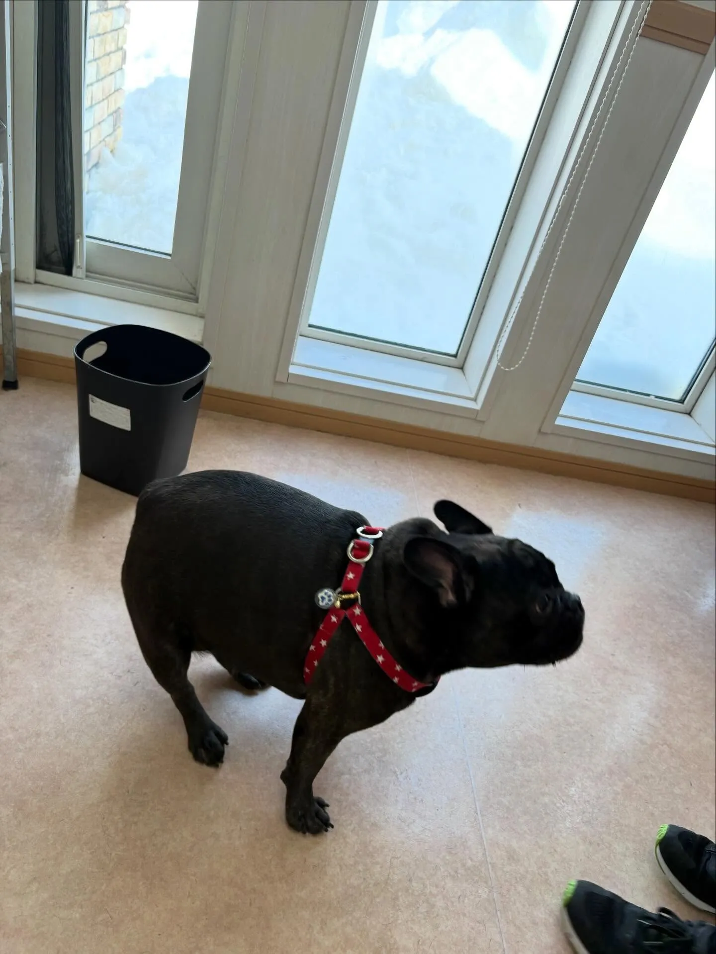 犬のシャンプー🫧