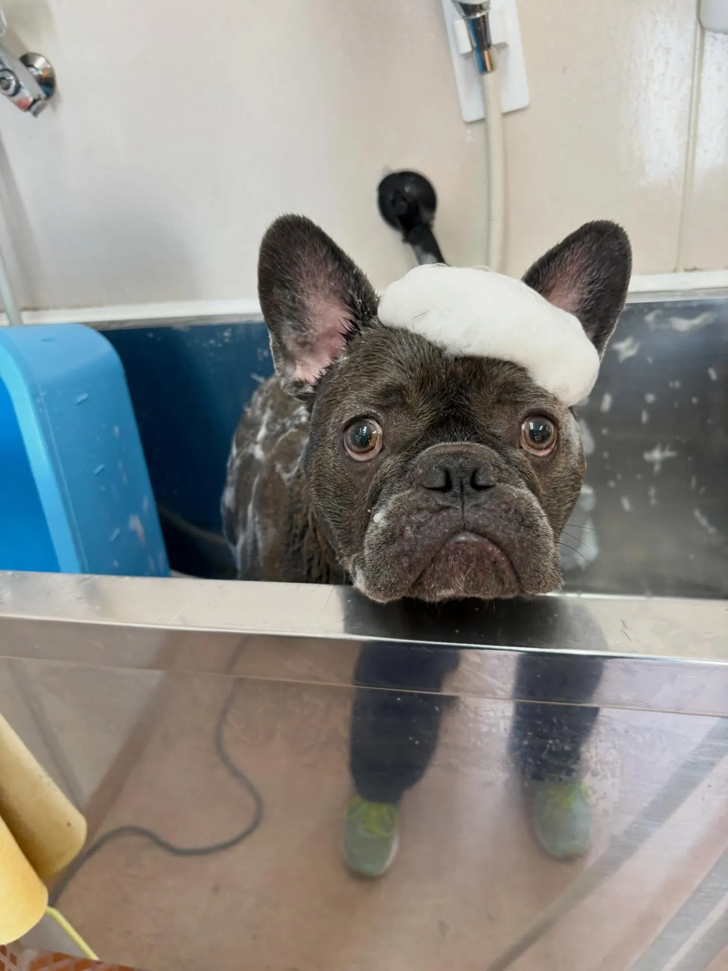 犬のシャンプー🫧