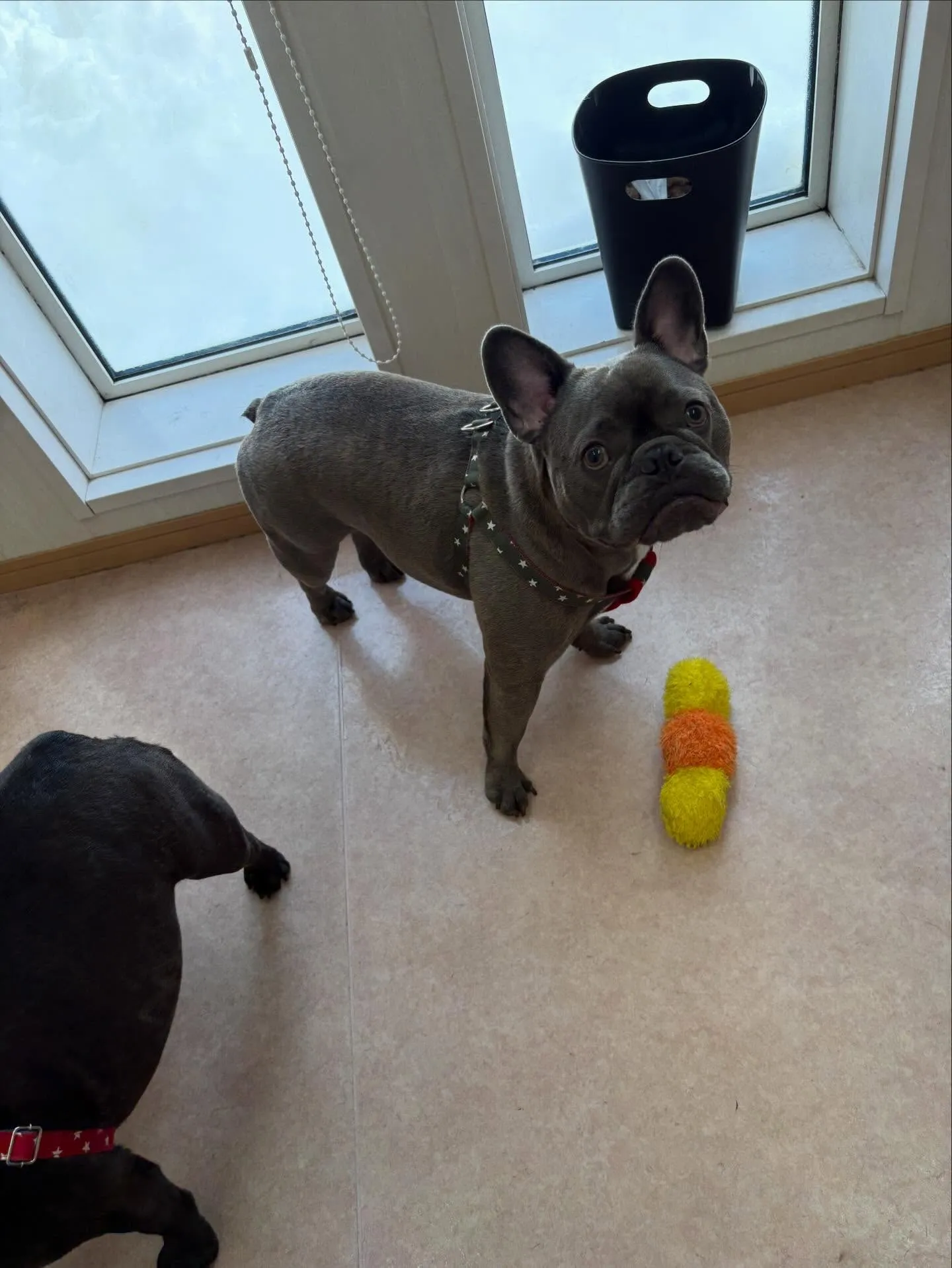 犬のシャンプー🫧