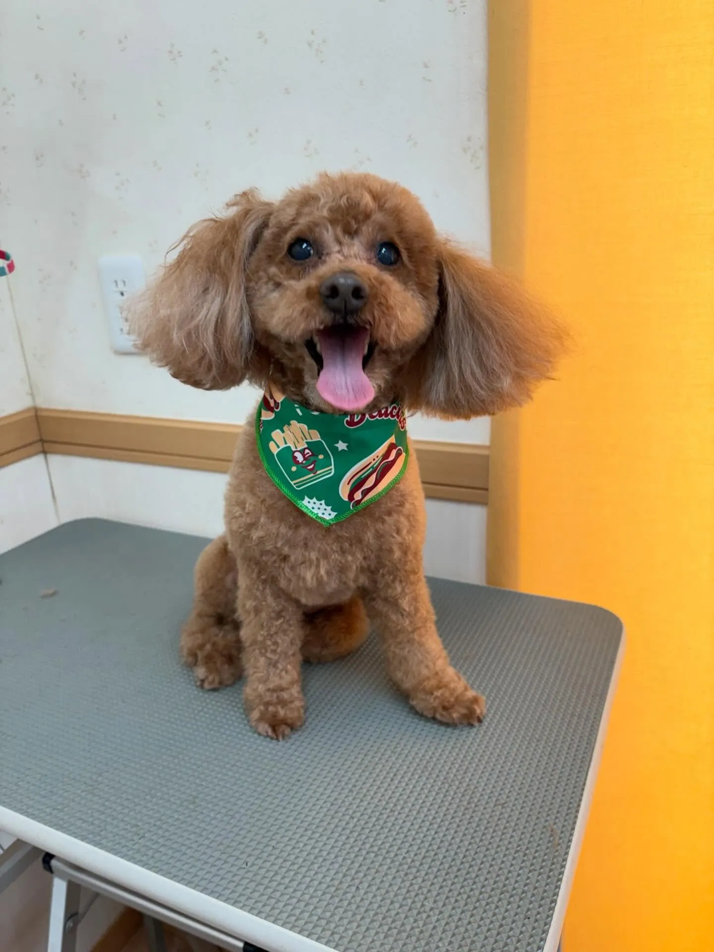 犬のトリミング✂️