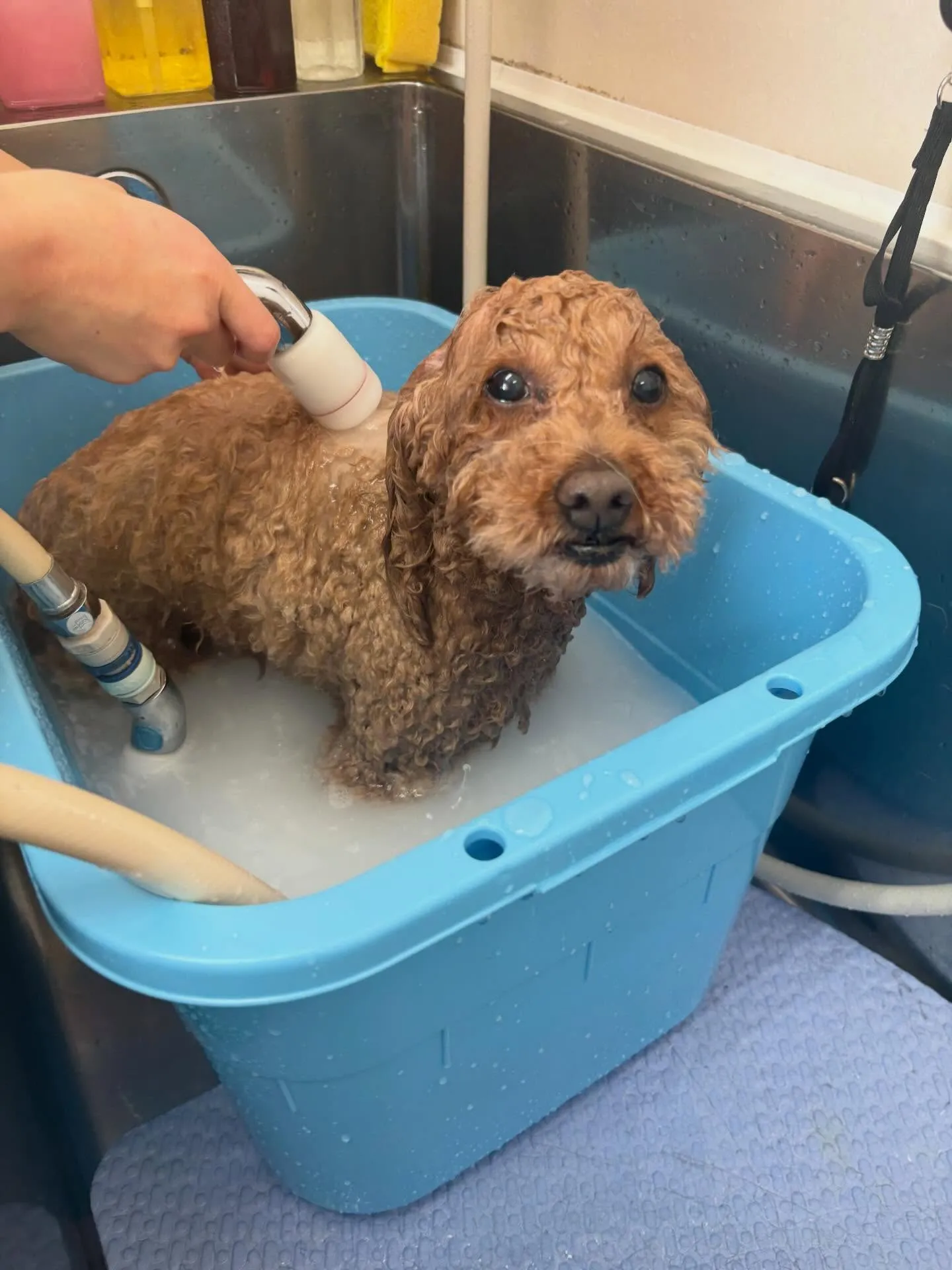 犬のトリミング✂️