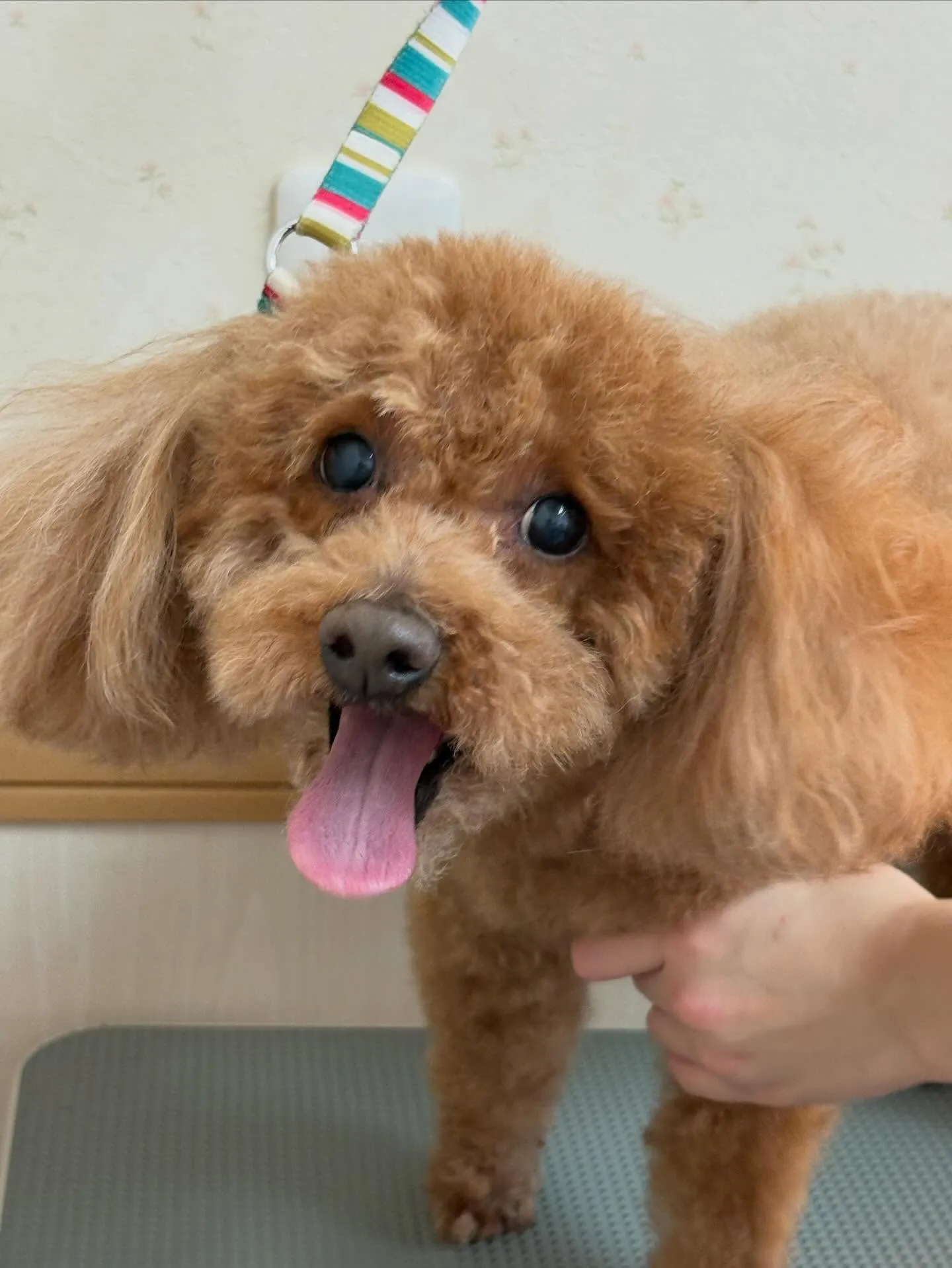 犬のトリミング✂️