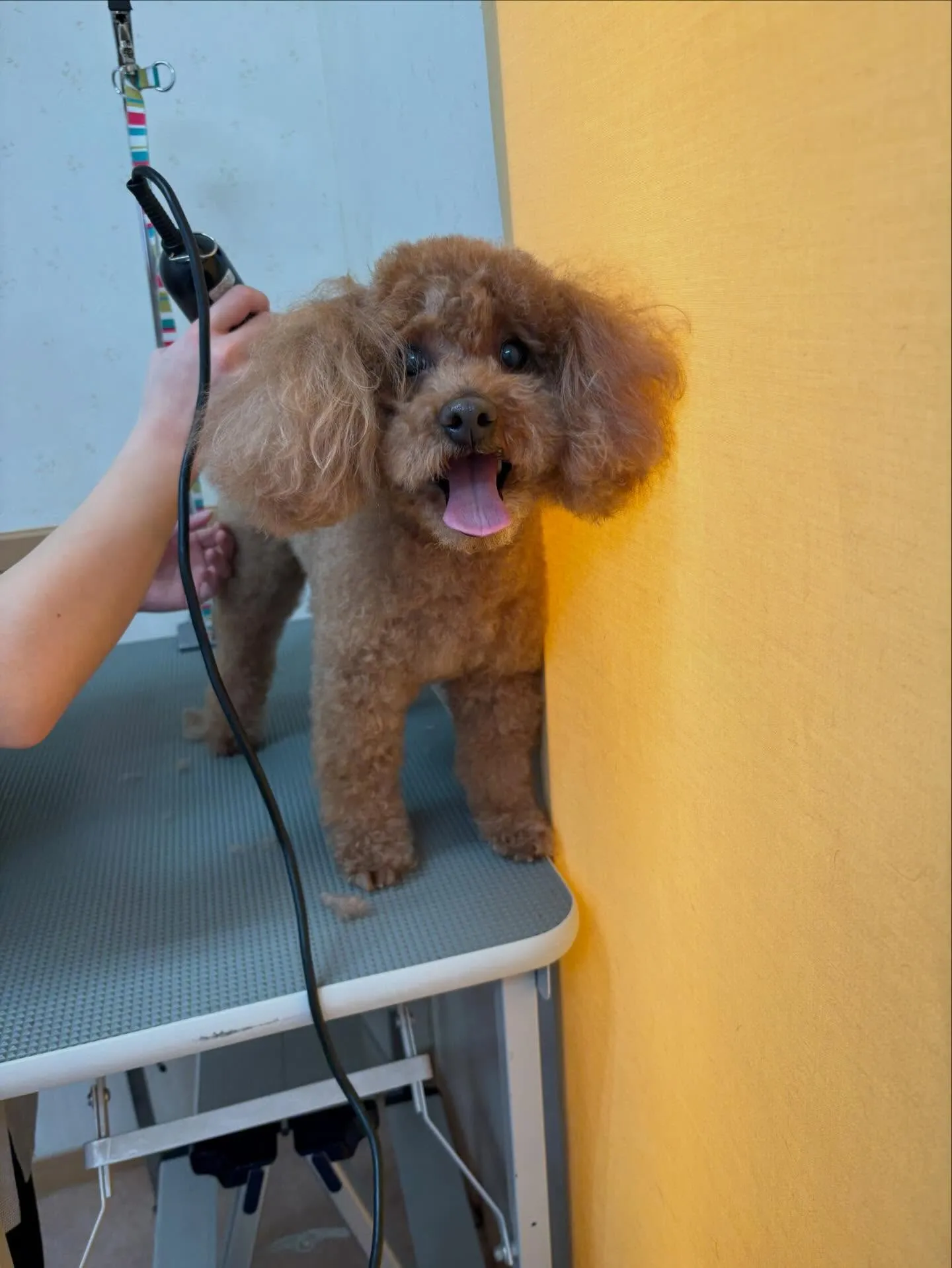 犬のトリミング✂️