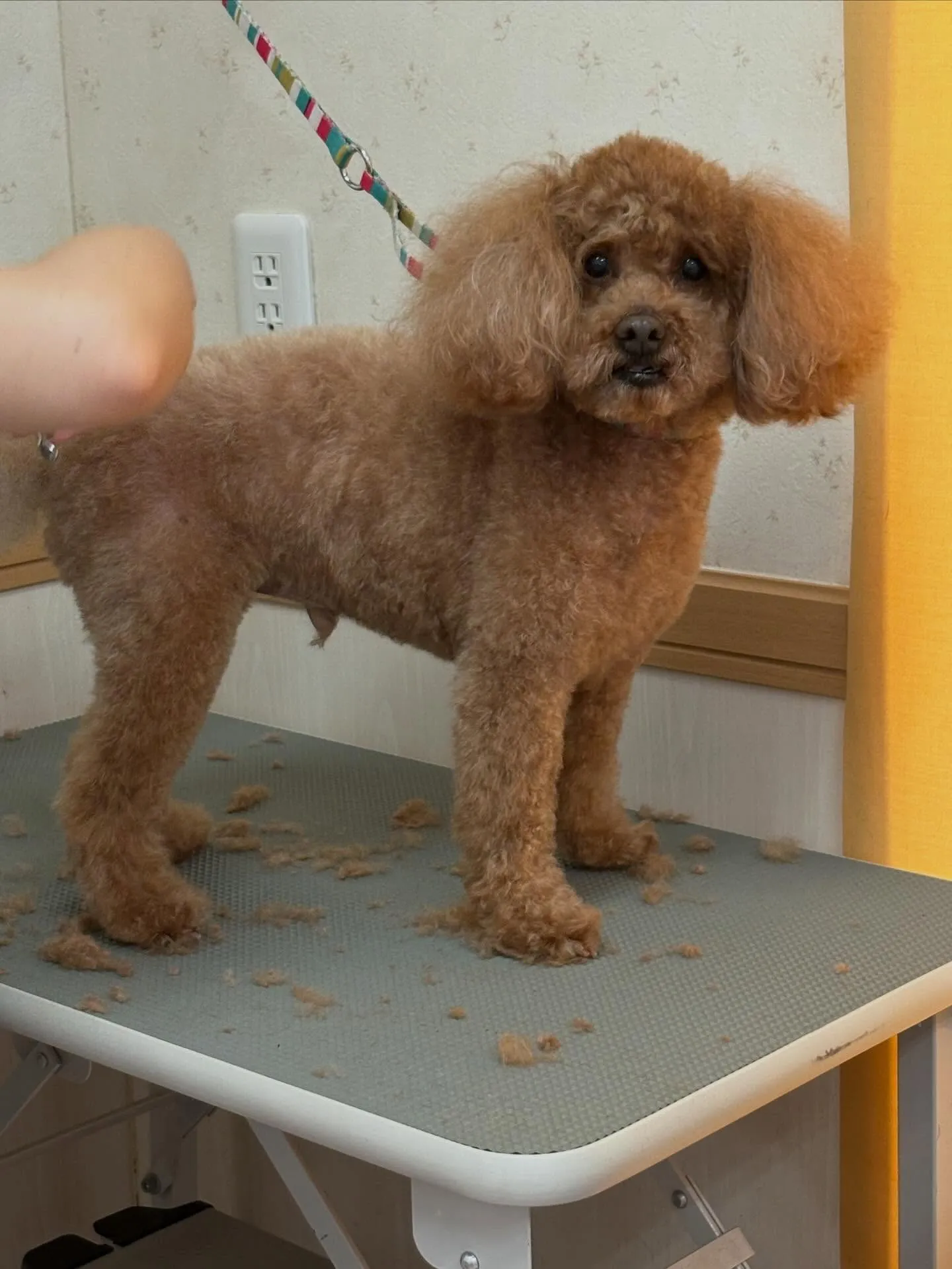 犬のトリミング✂️