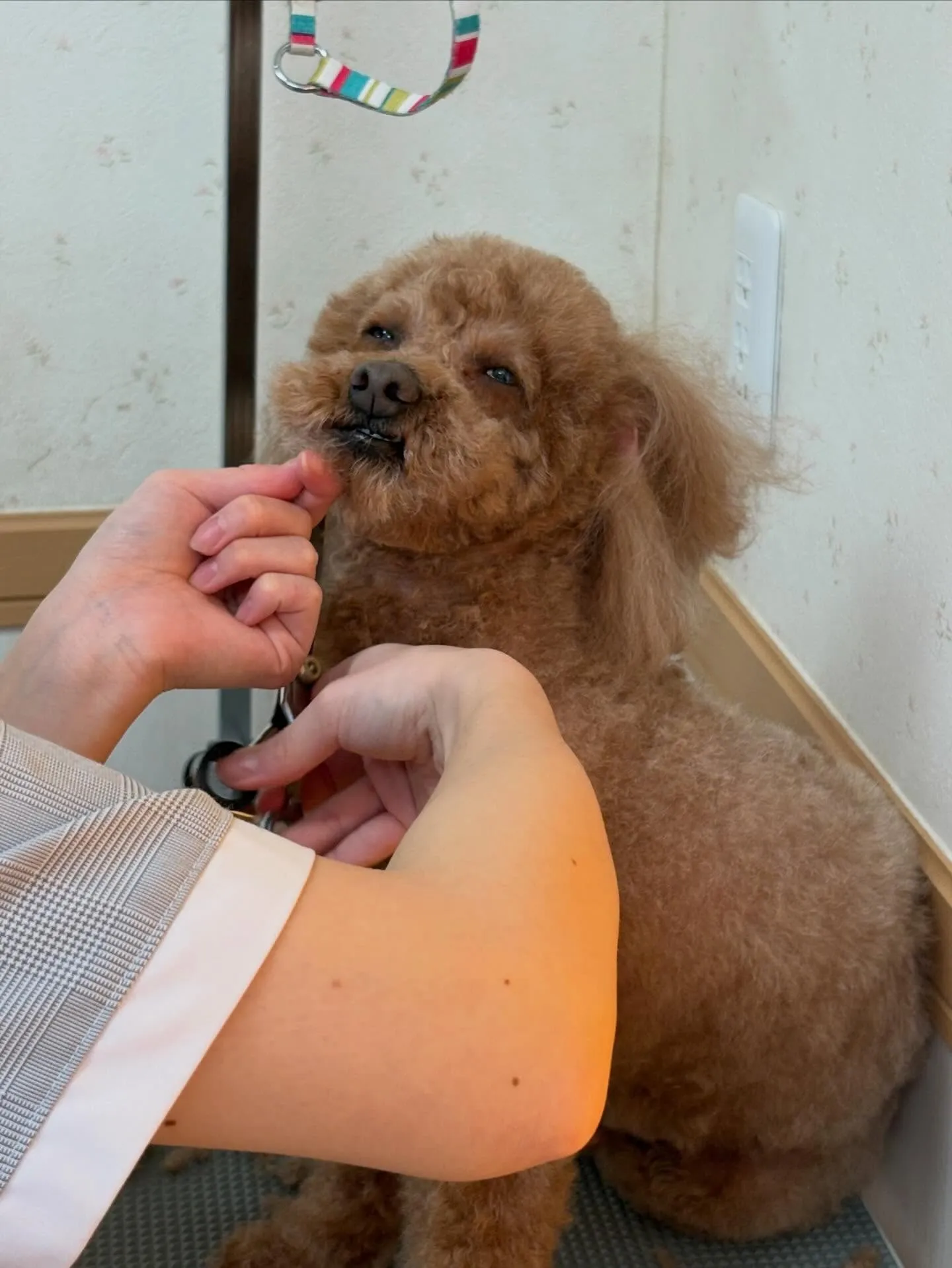 犬のトリミング✂️