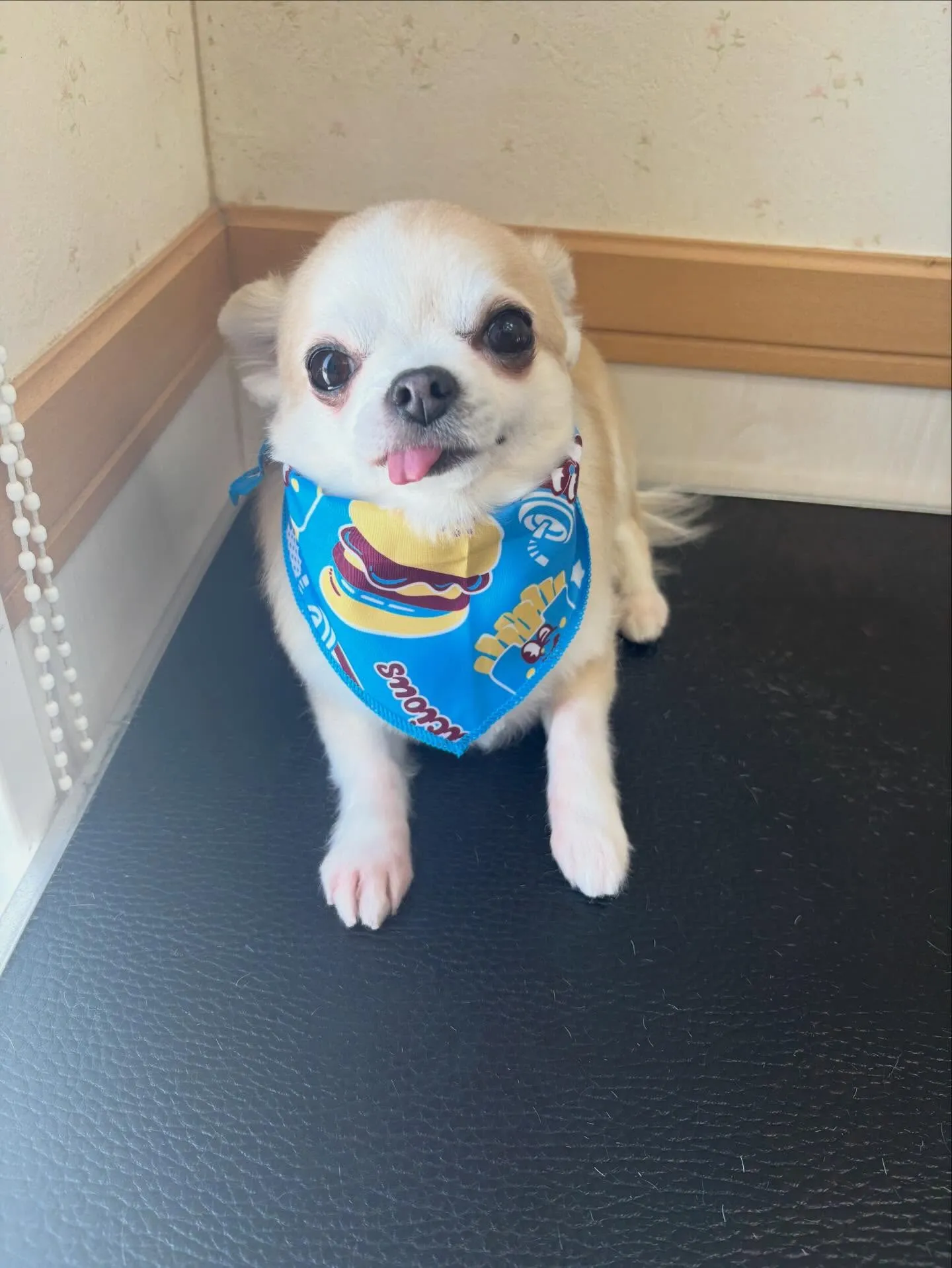 犬のトリミング✂️