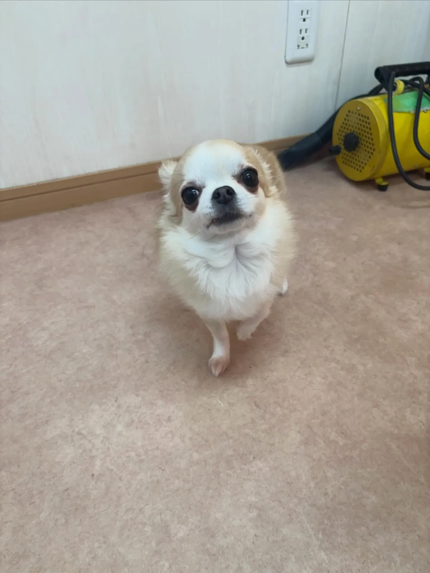 犬のトリミング✂️