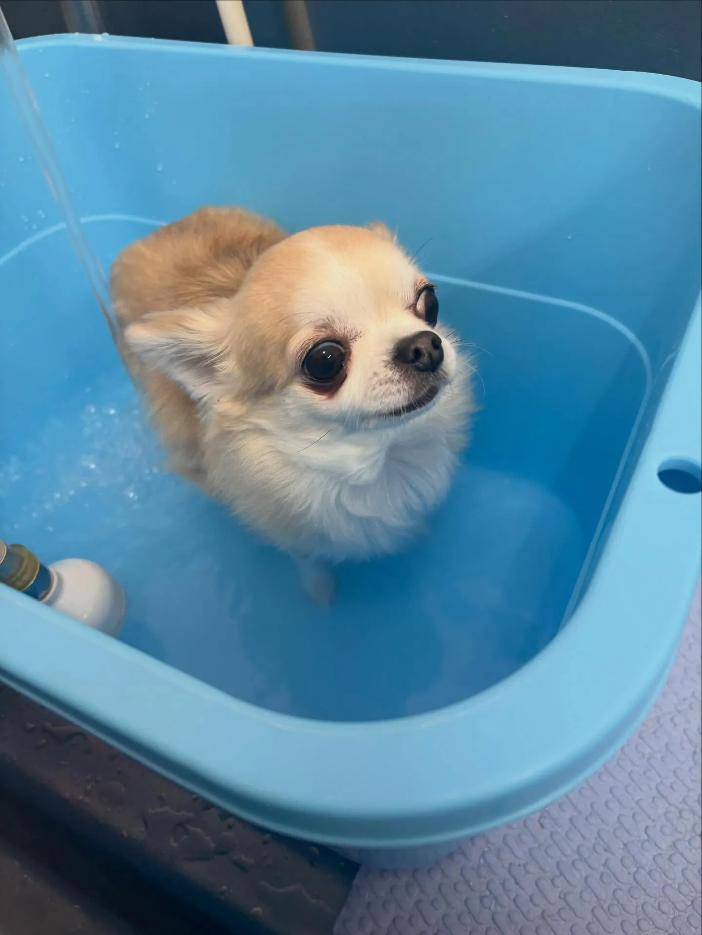 犬のトリミング✂️