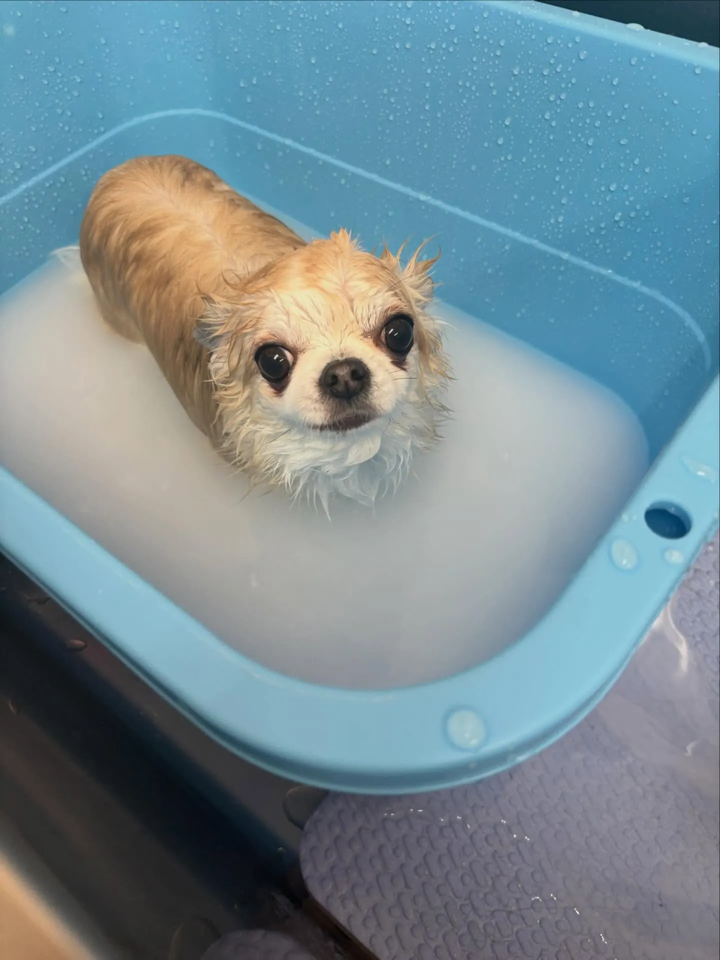 犬のトリミング✂️