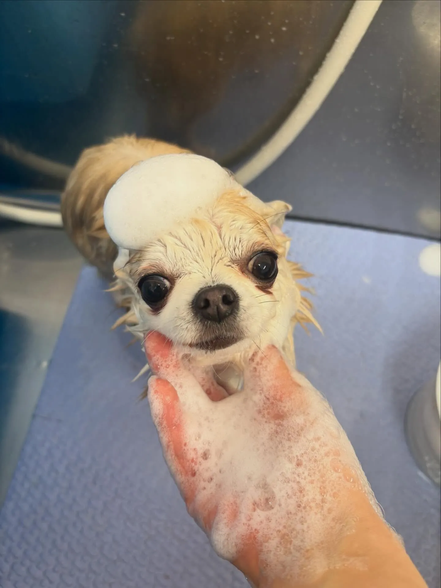 犬のトリミング✂️