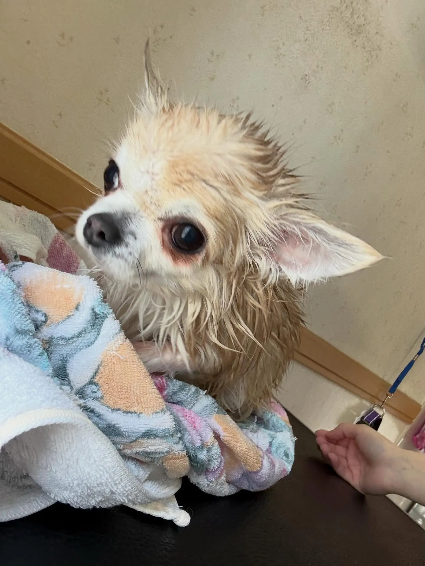 犬のトリミング✂️