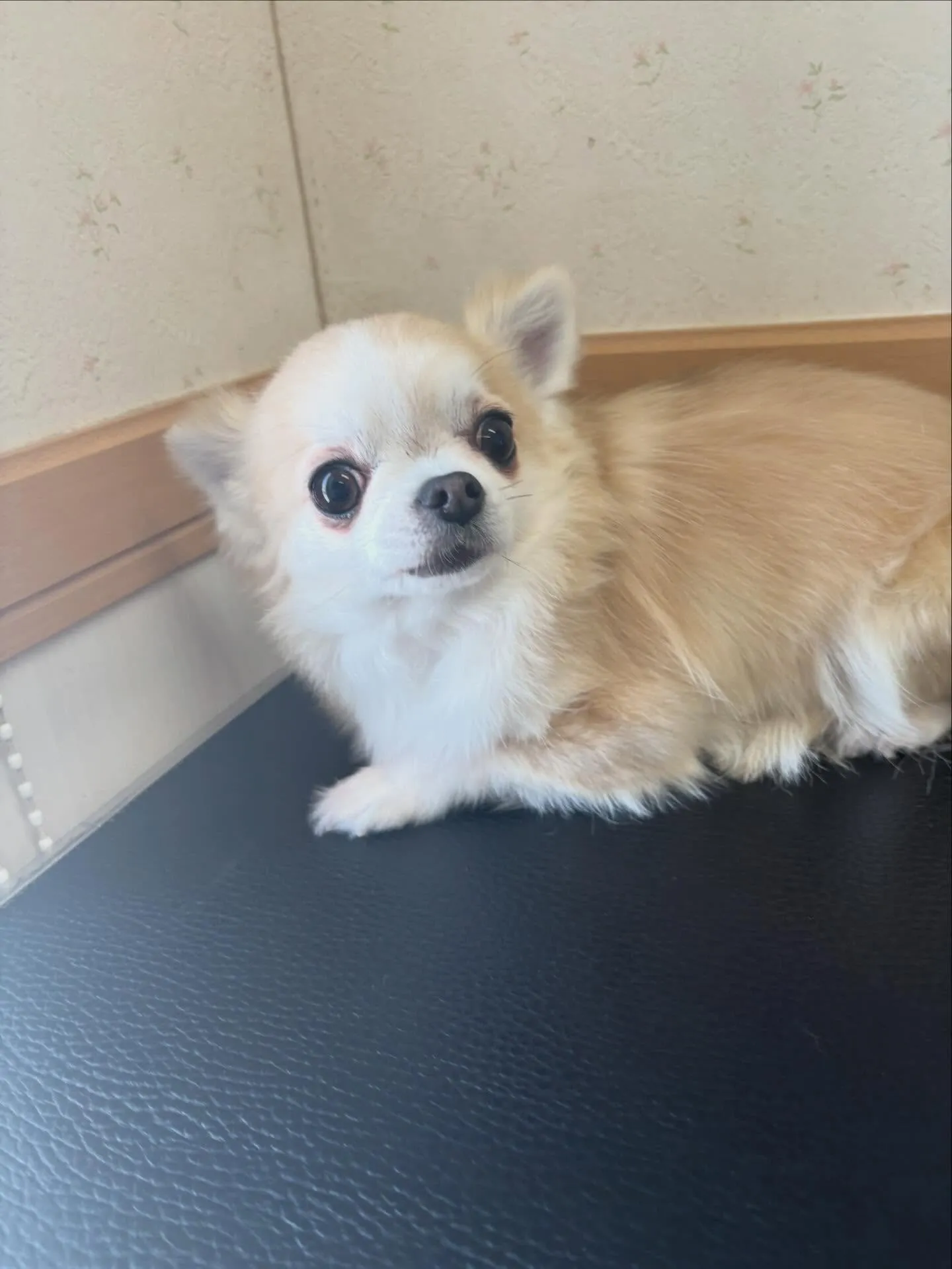 犬のトリミング✂️