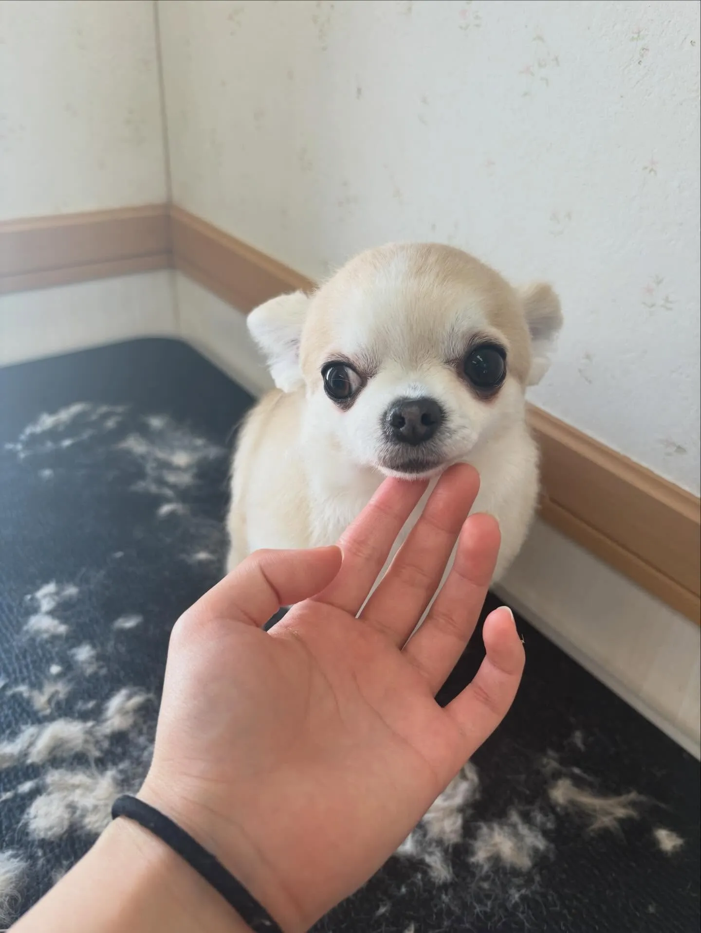 犬のトリミング✂️