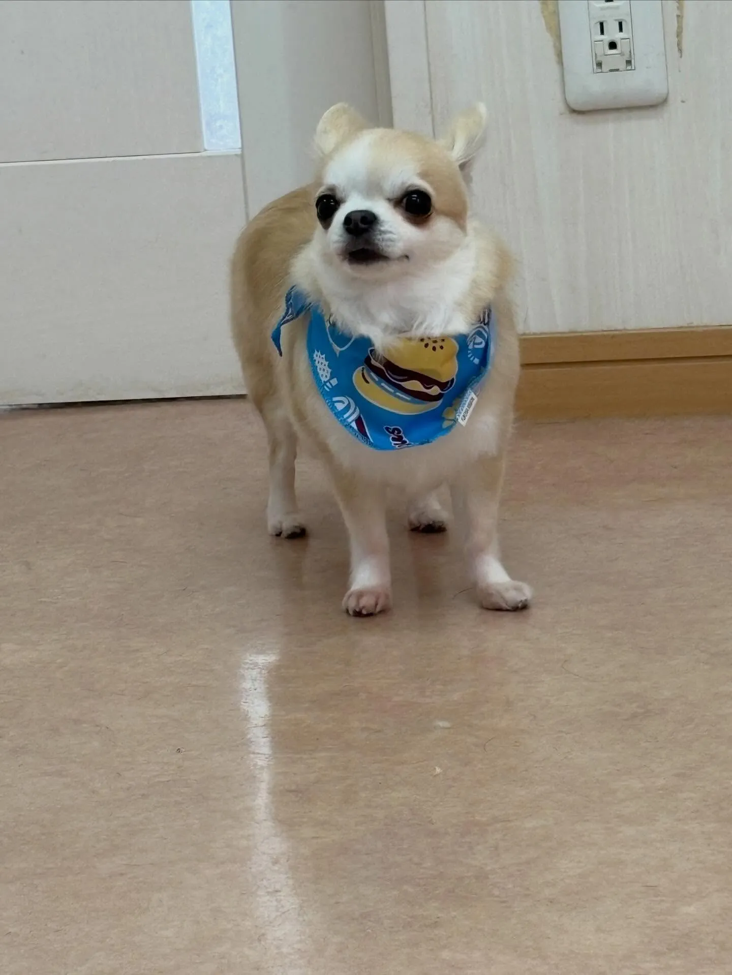 犬のトリミング✂️