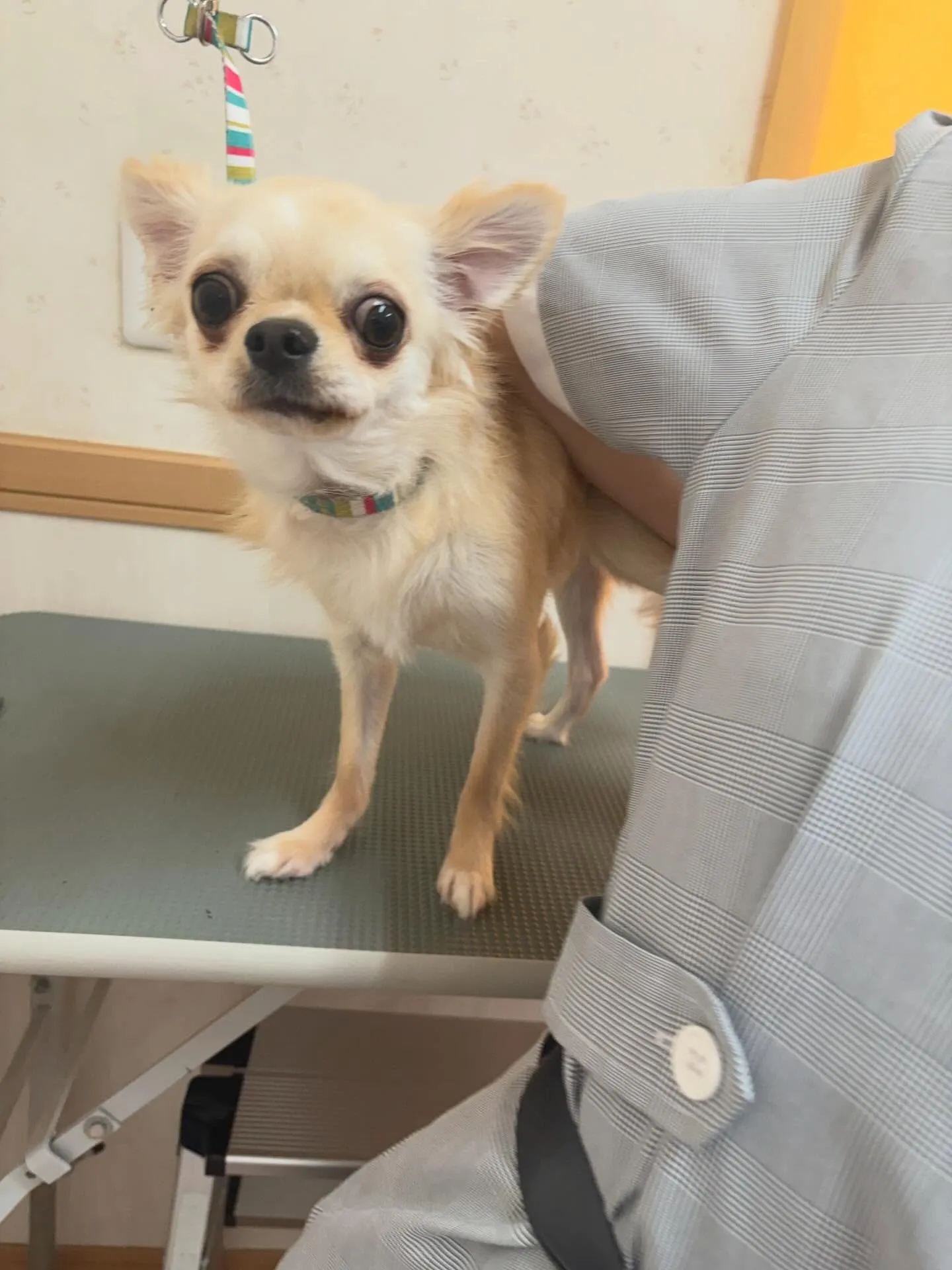 犬のトリミング✂️