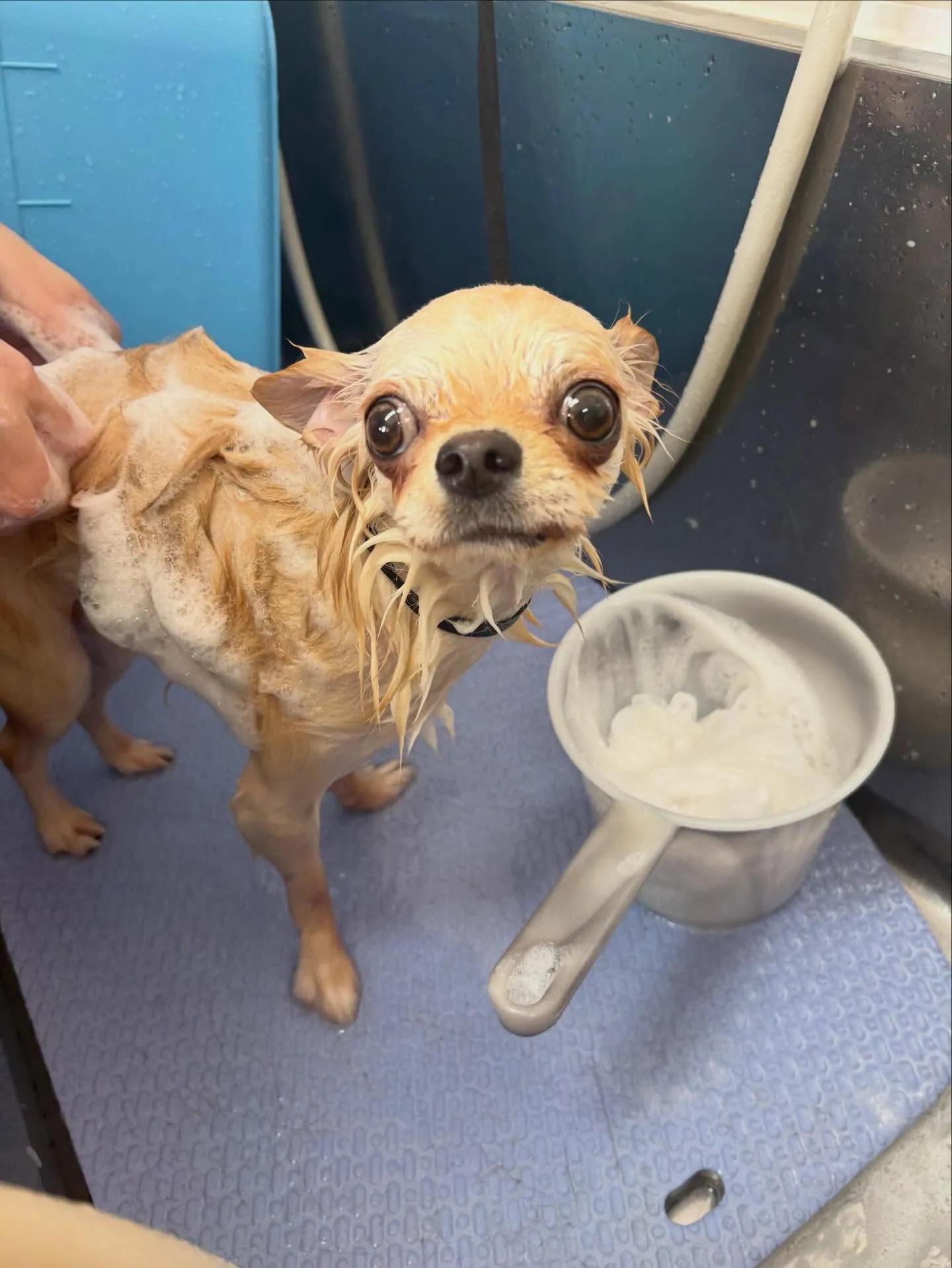 犬のトリミング✂️