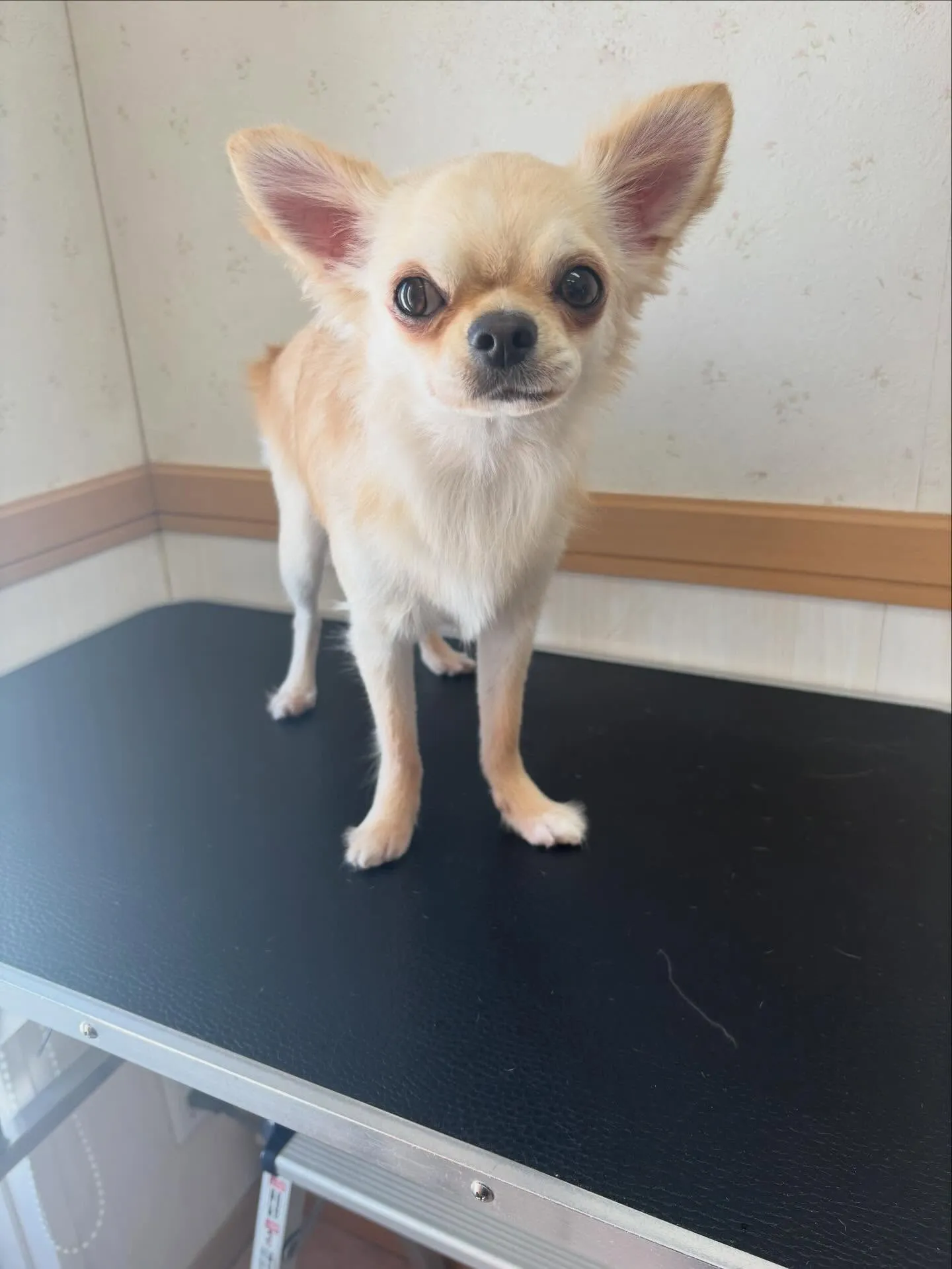 犬のトリミング✂️