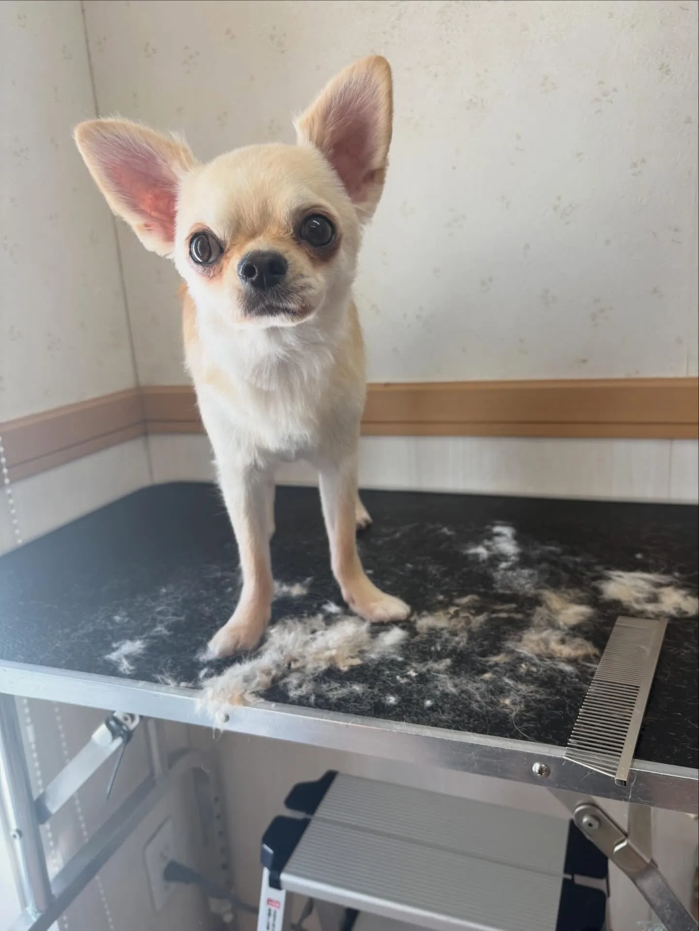 犬のトリミング✂️