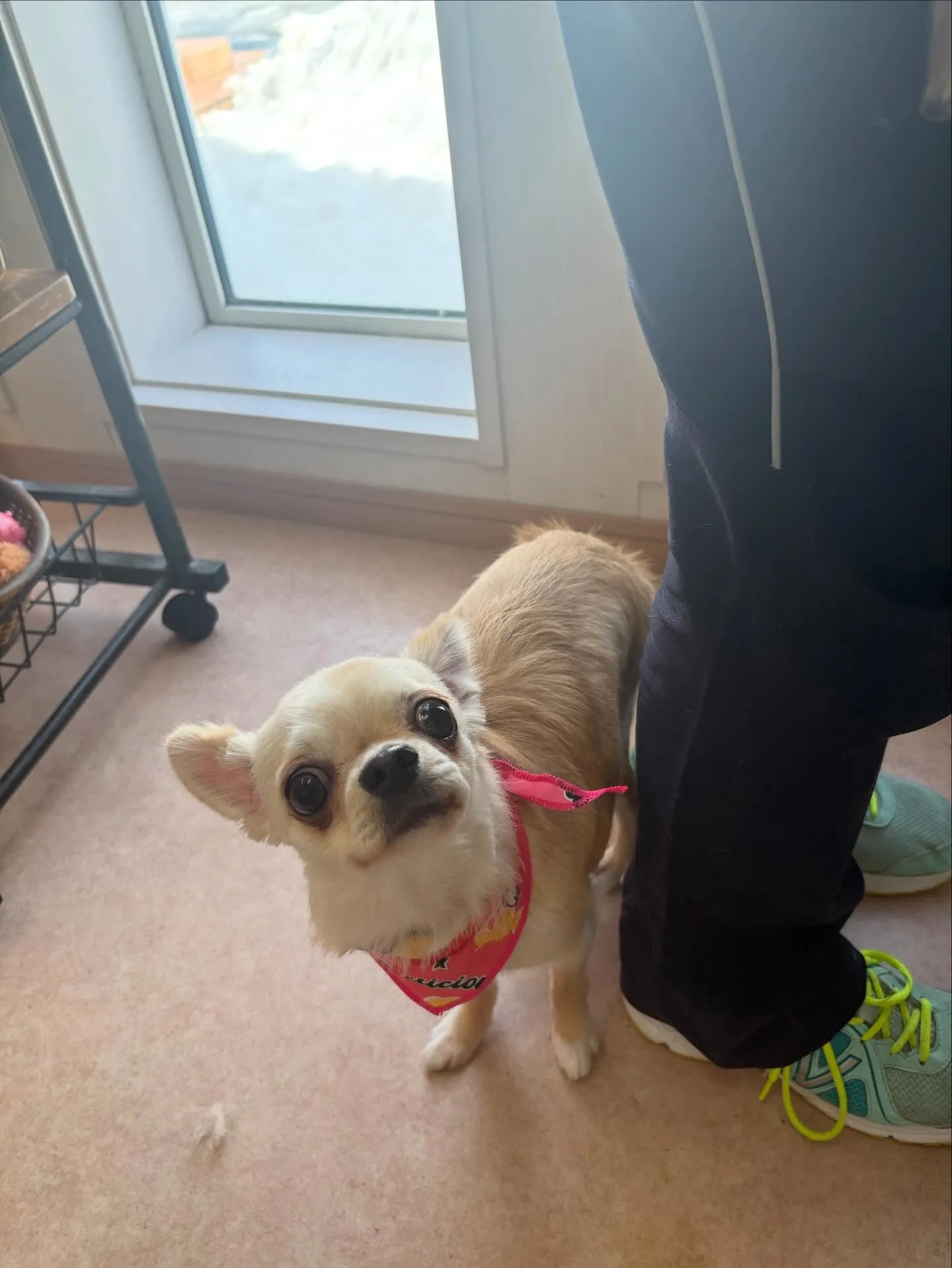 犬のトリミング✂️