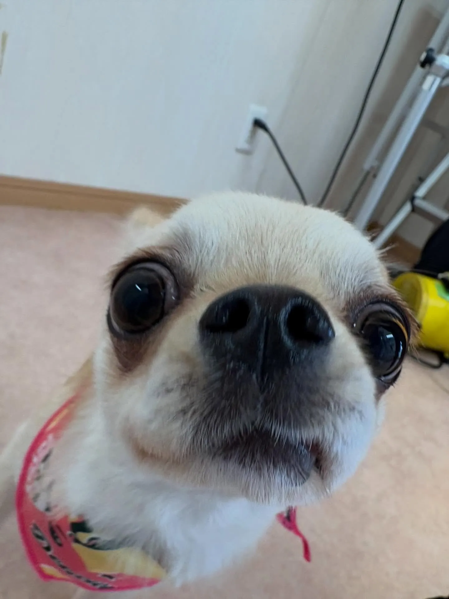 犬のトリミング✂️