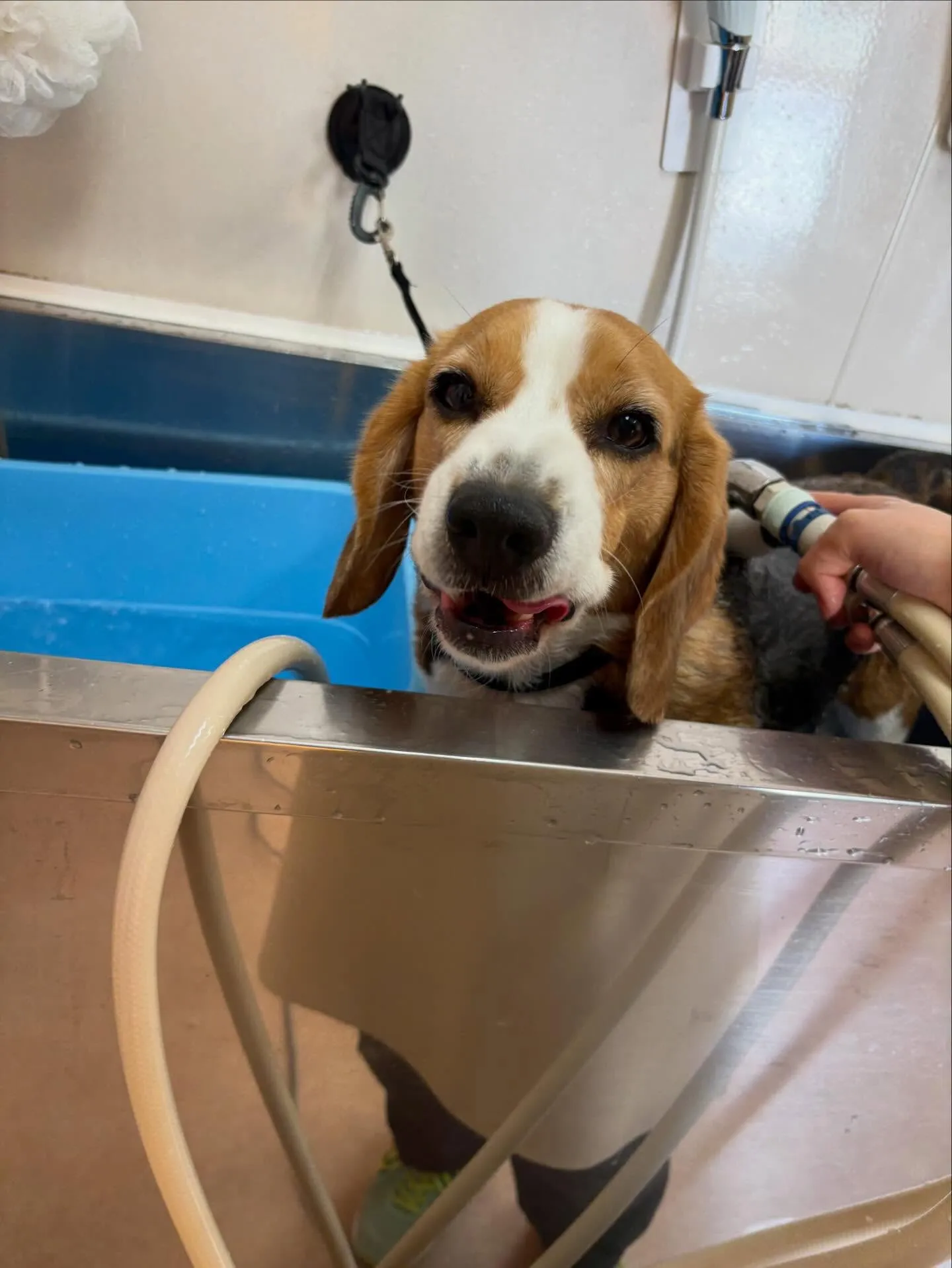 犬のシャンプー🫧