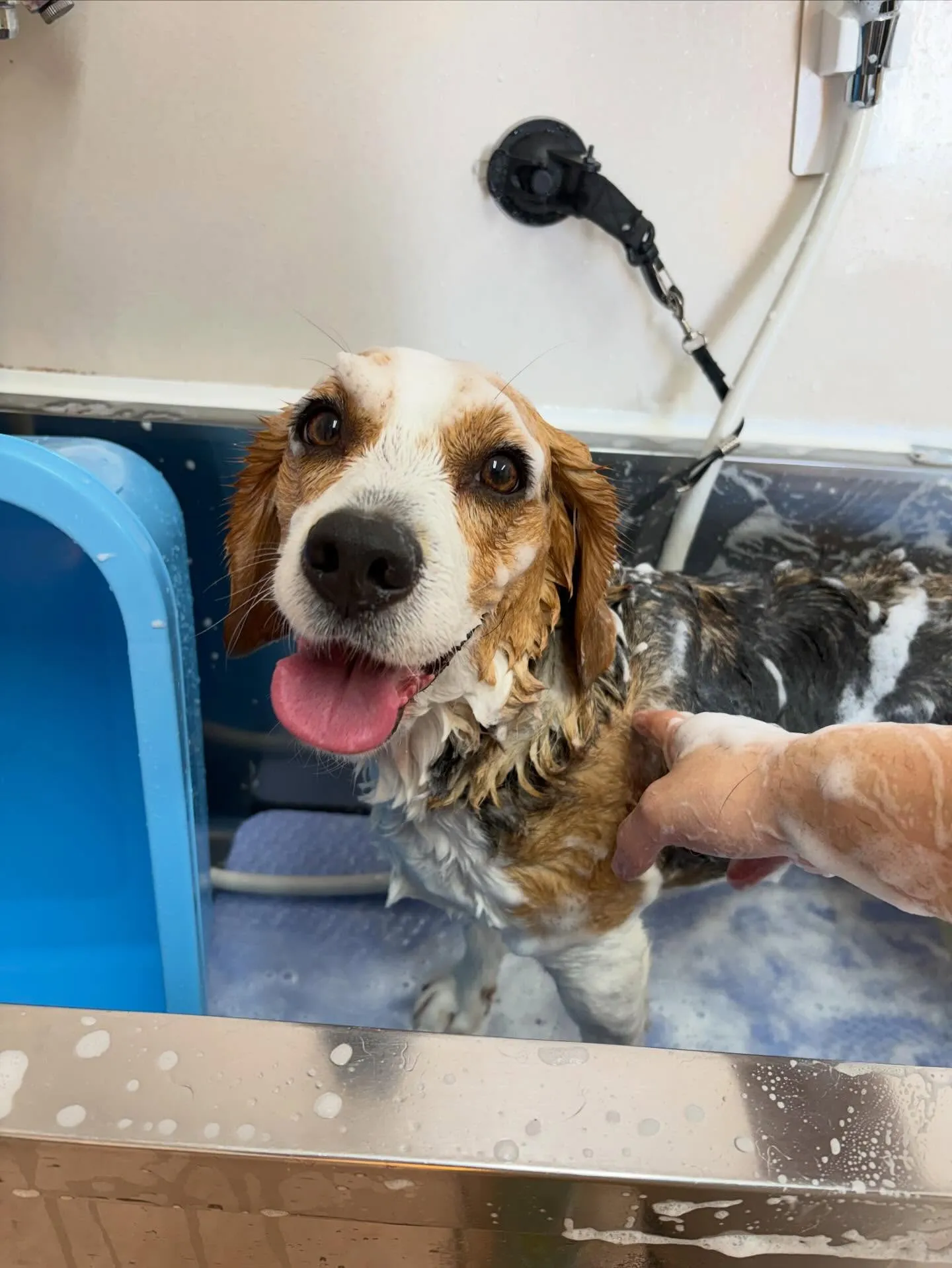 犬のシャンプー🫧