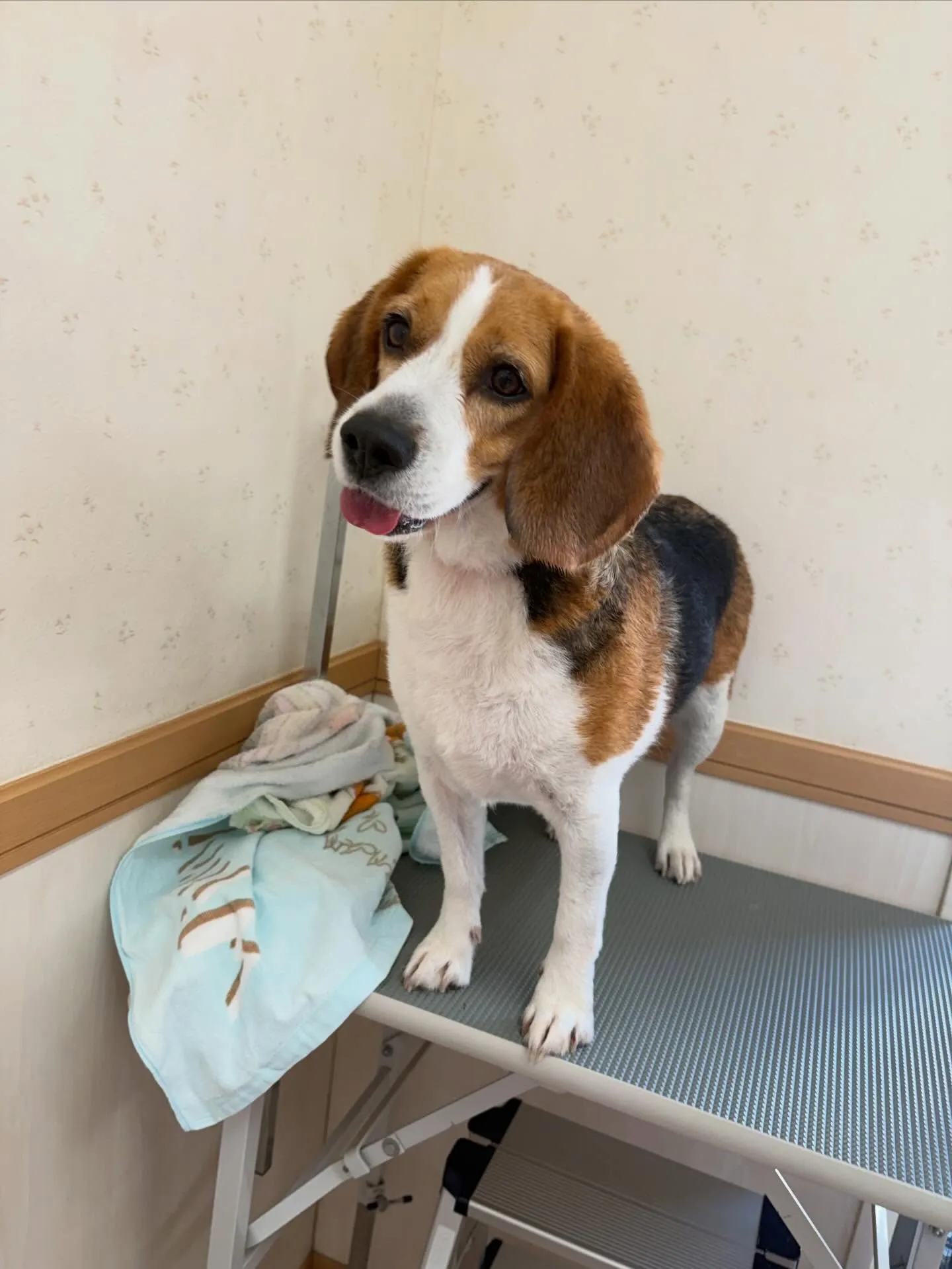 犬のシャンプー🫧